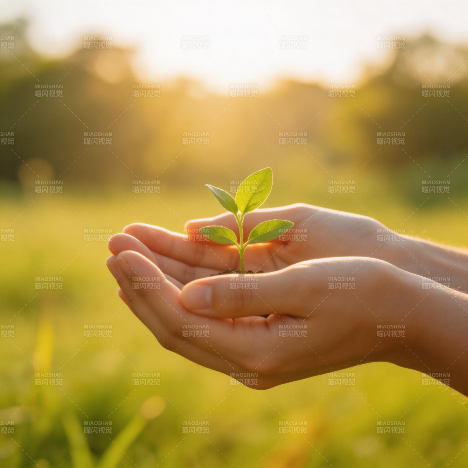 双手捧绿芽图片