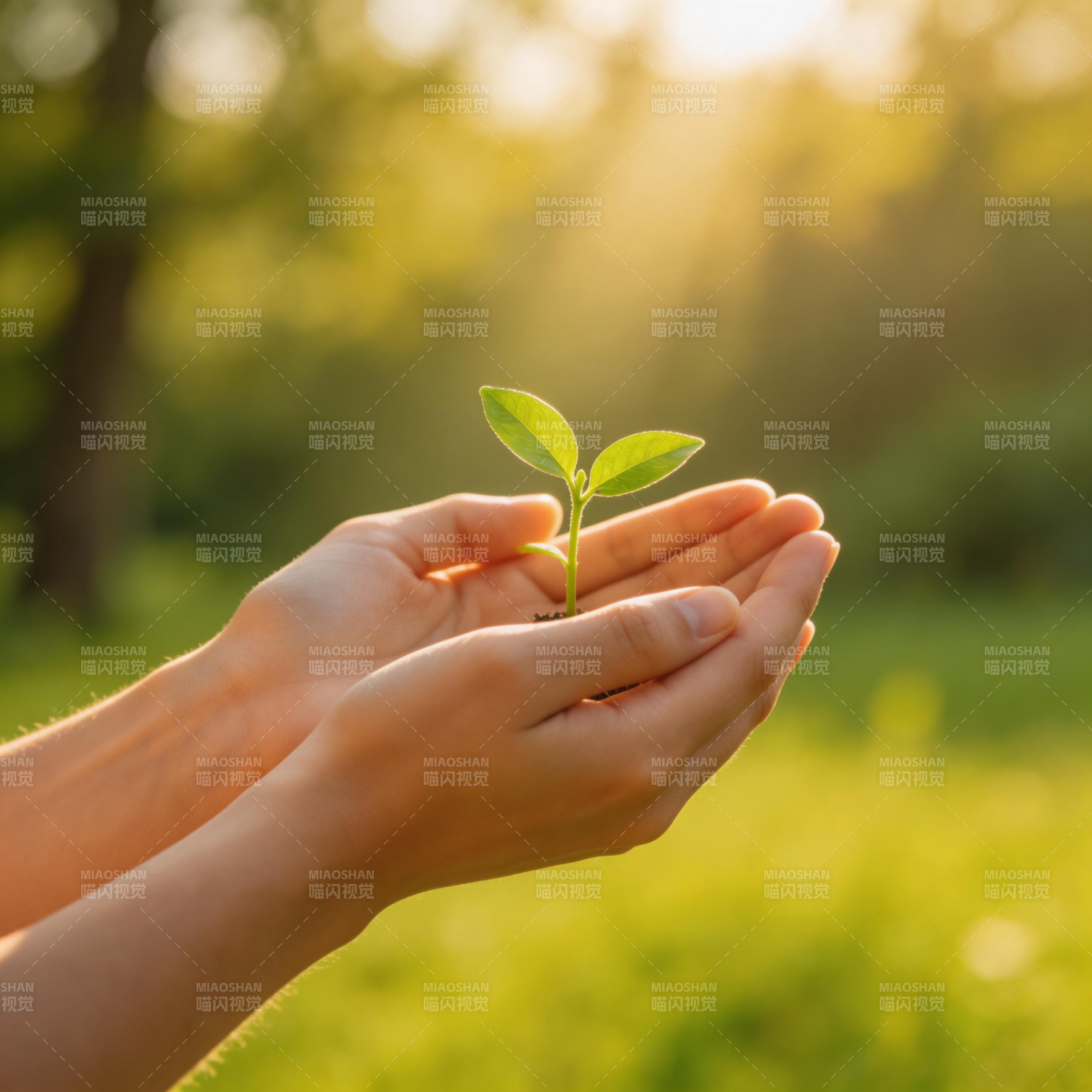 手捧嫩芽 希望之光图片