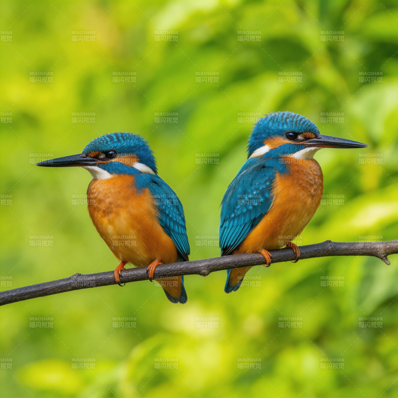 双翠鸟栖枝头图片