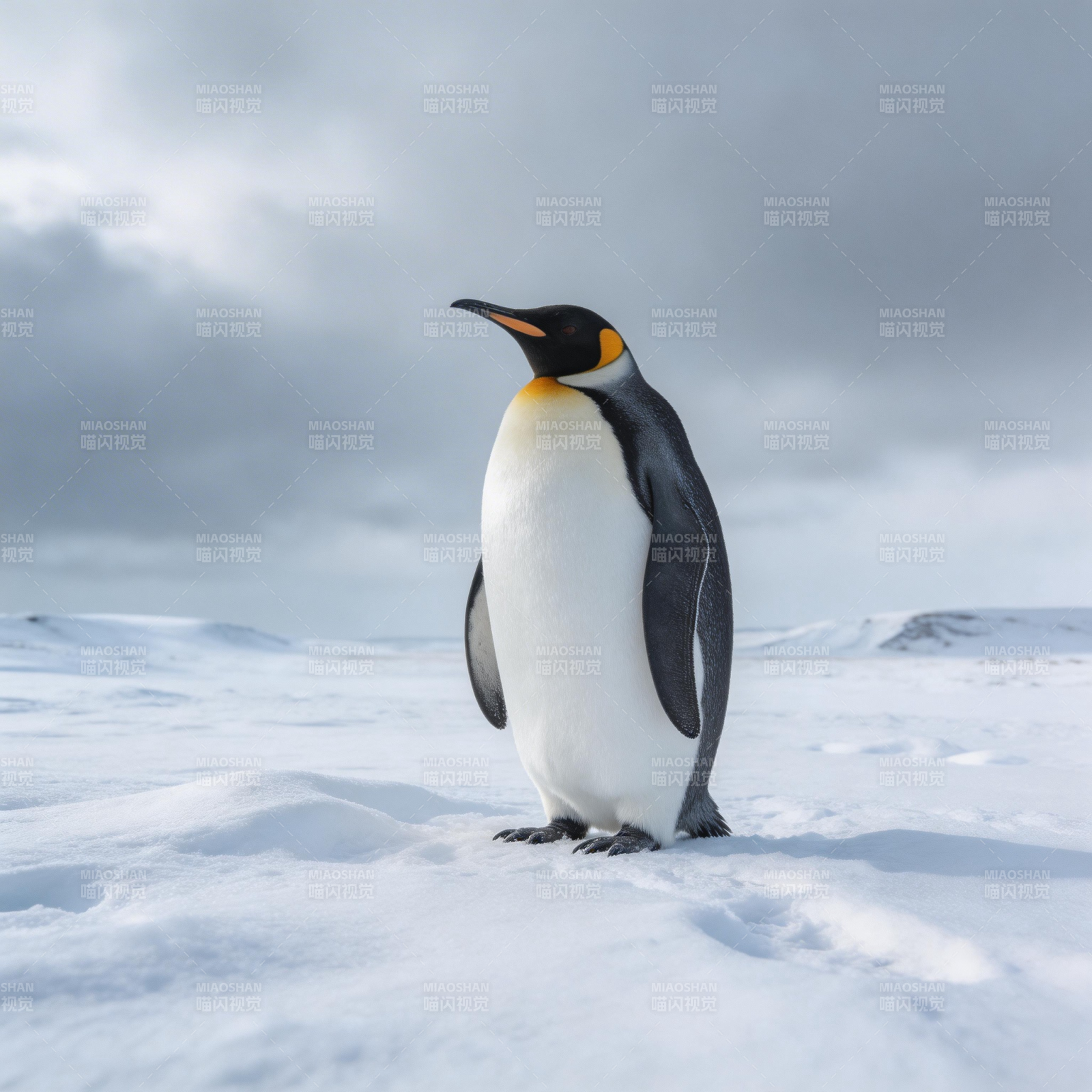 雪原上的企鹅图片