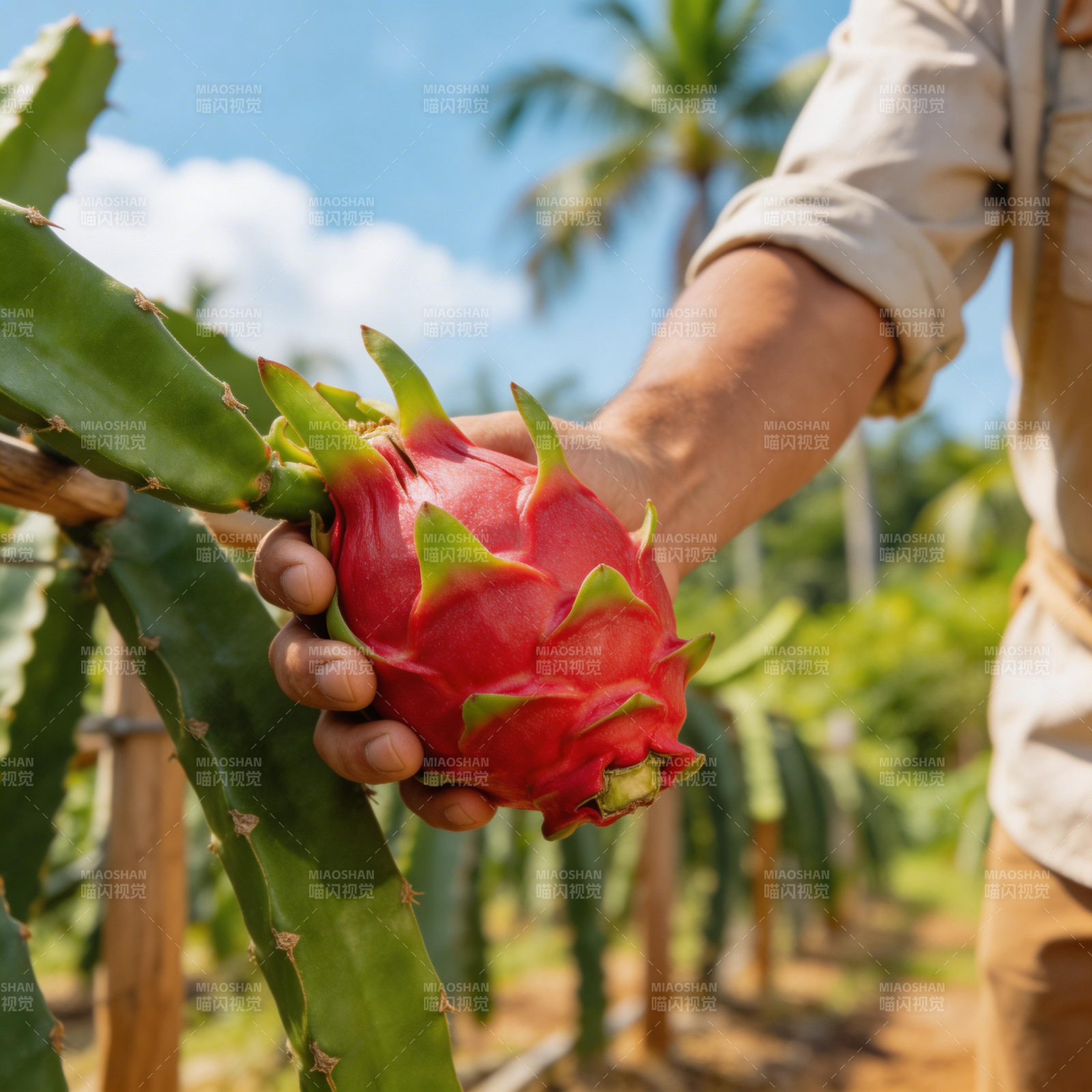 手捧火龙果图片