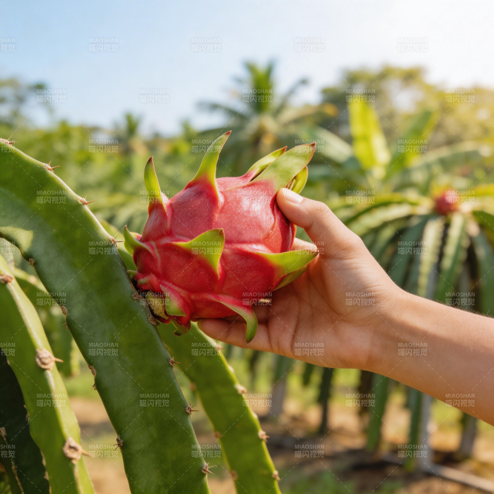 手捧火龙果图片