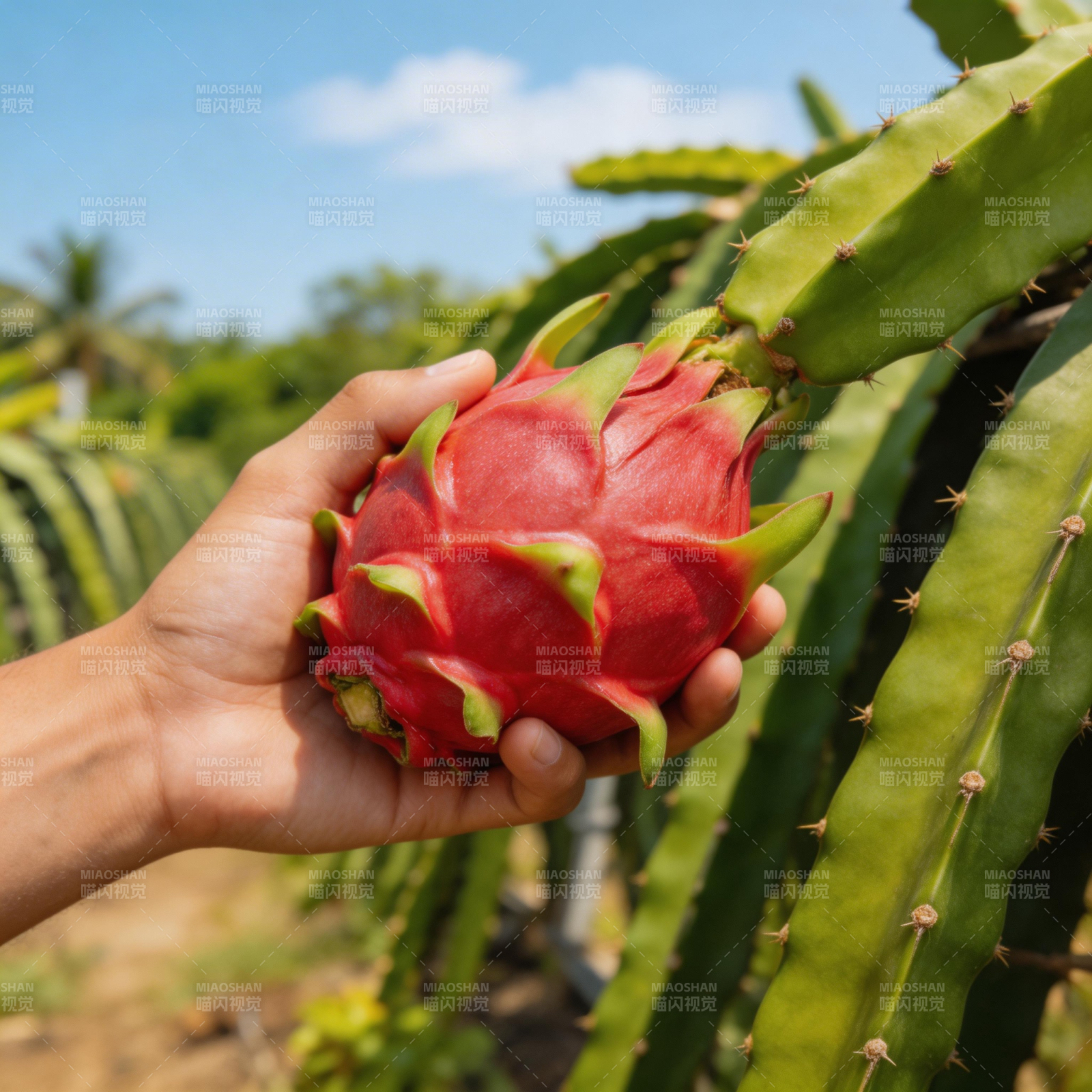 手捧火龙果图片