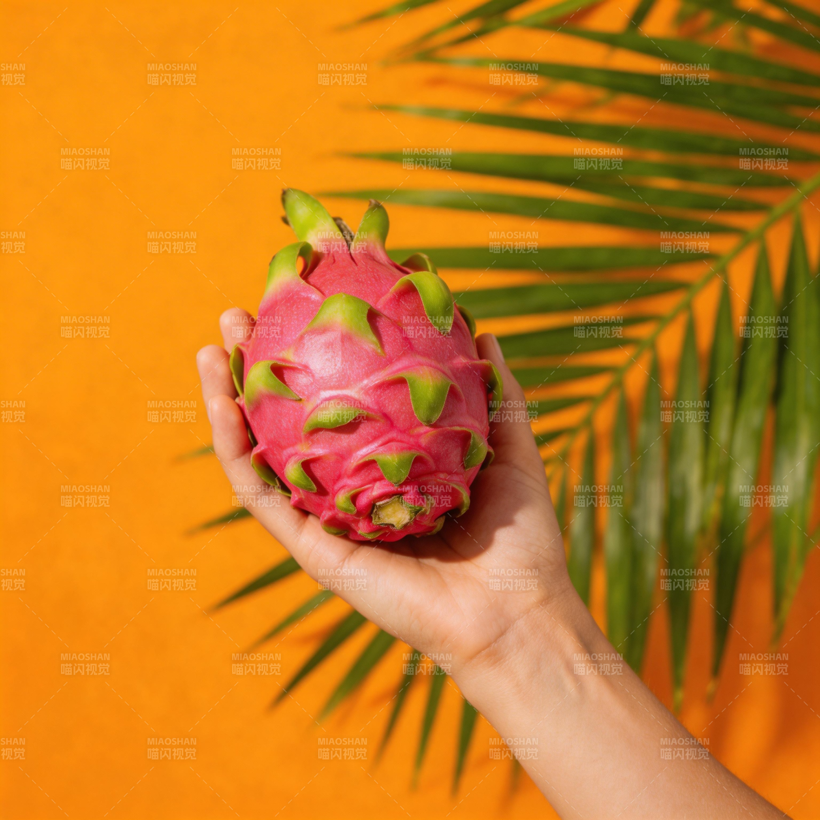 手捧火龙果 热带风情图片