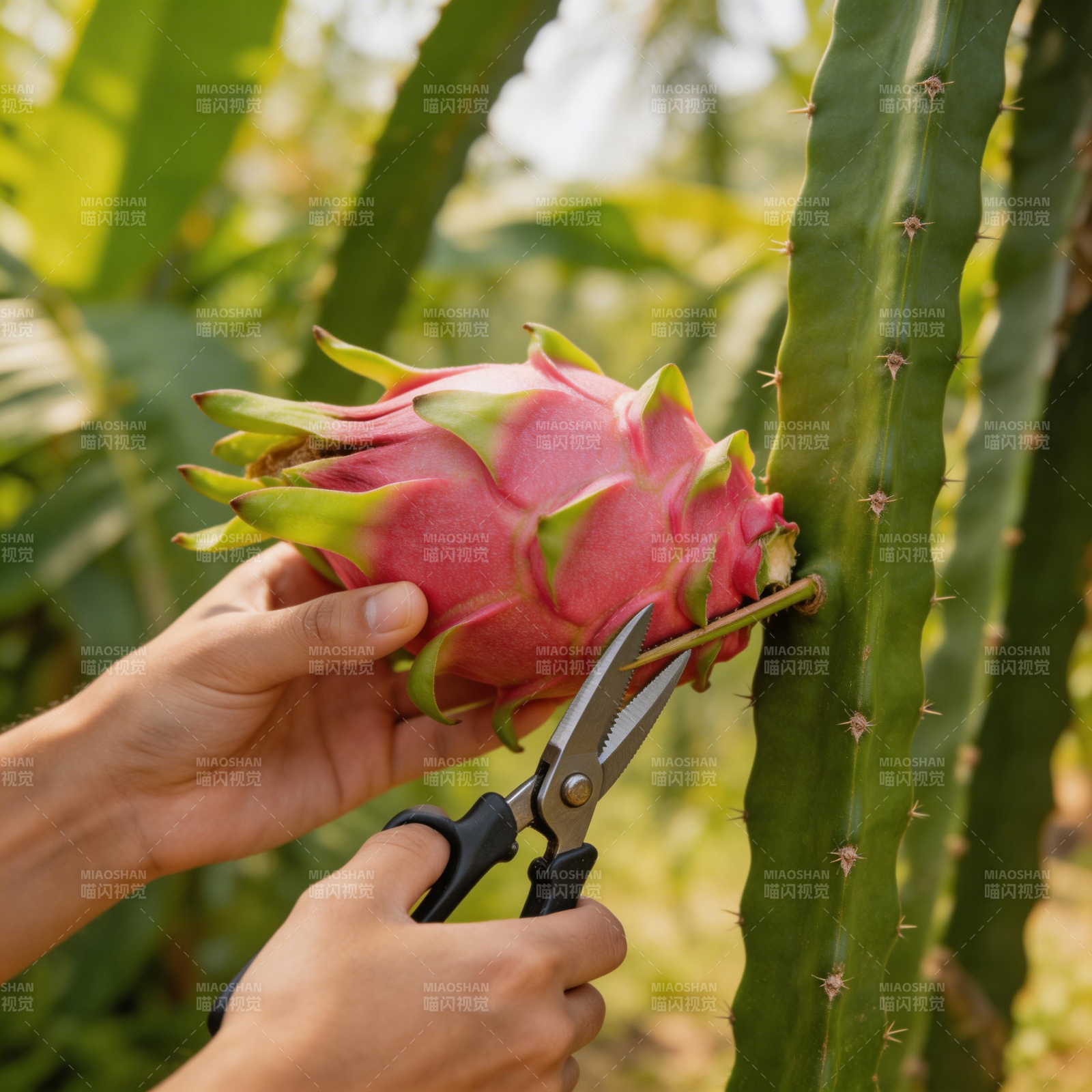 采摘火龙果图片
