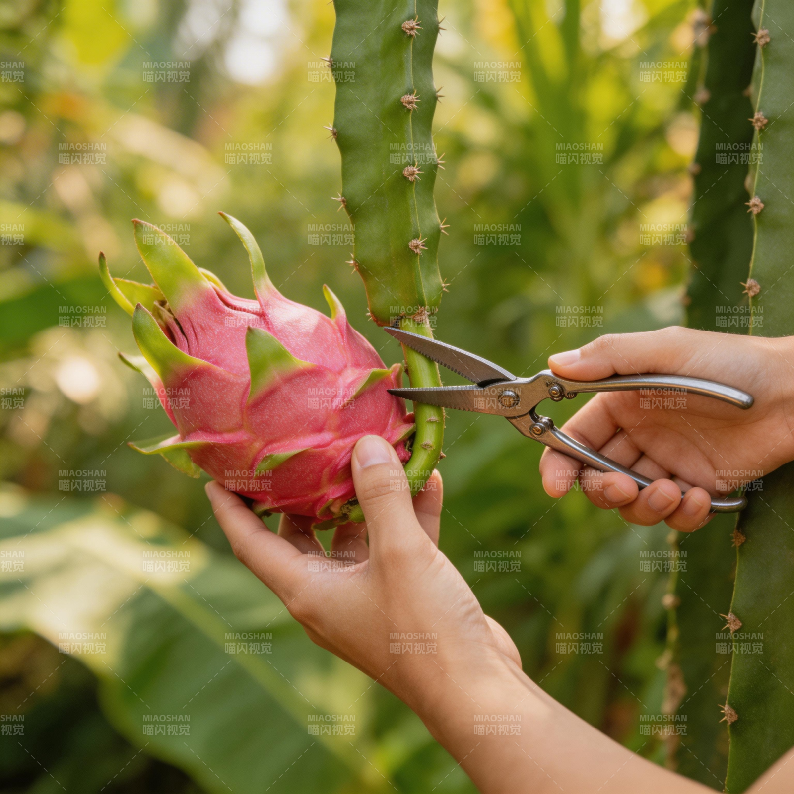 采摘火龙果图片