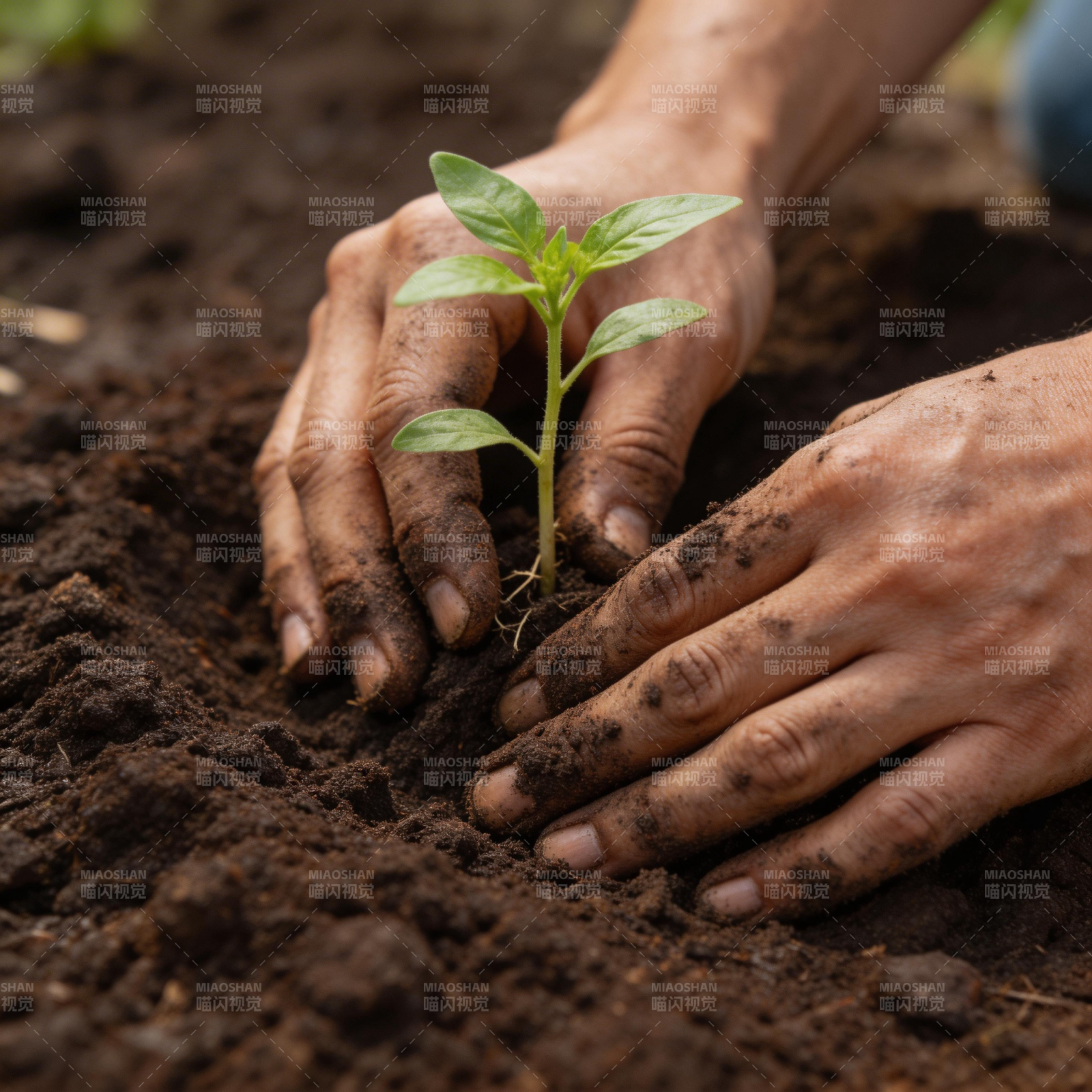 双手植绿苗图片