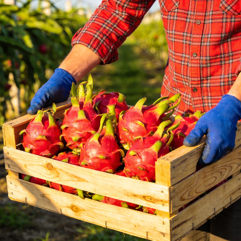 采摘火龙果图片