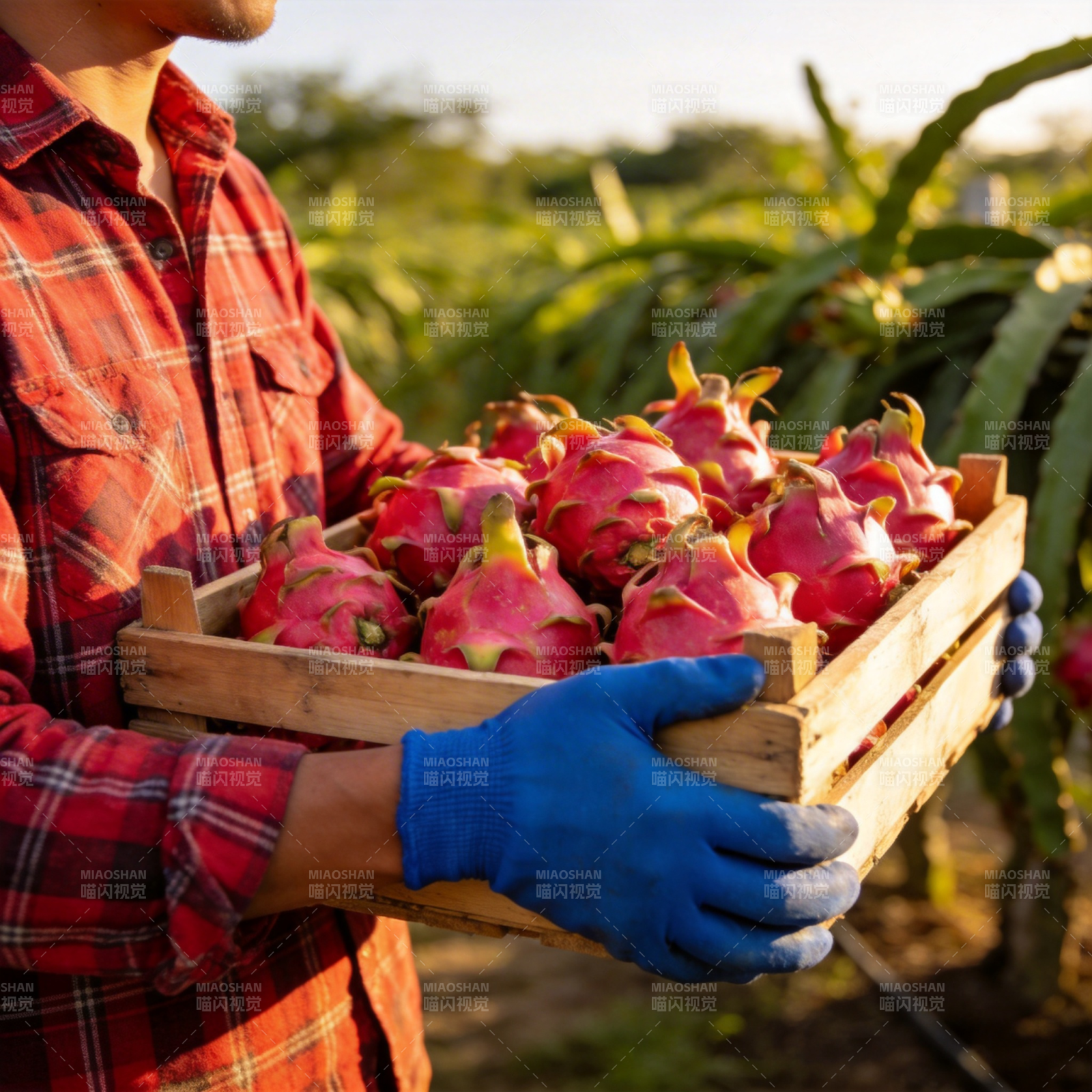 丰收的火龙果图片