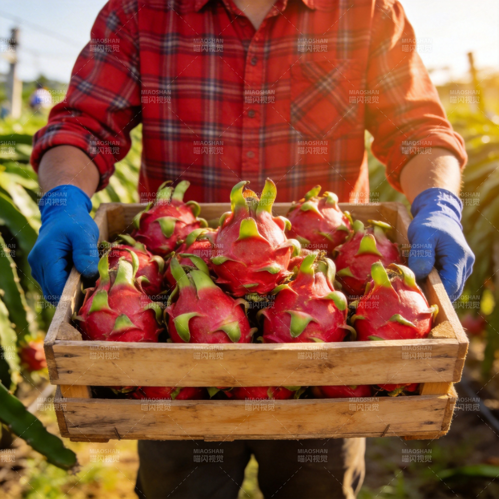 丰收火龙果图片