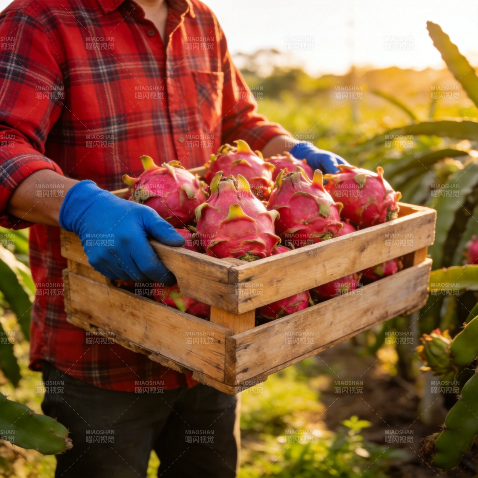 火龙果丰收景象图片