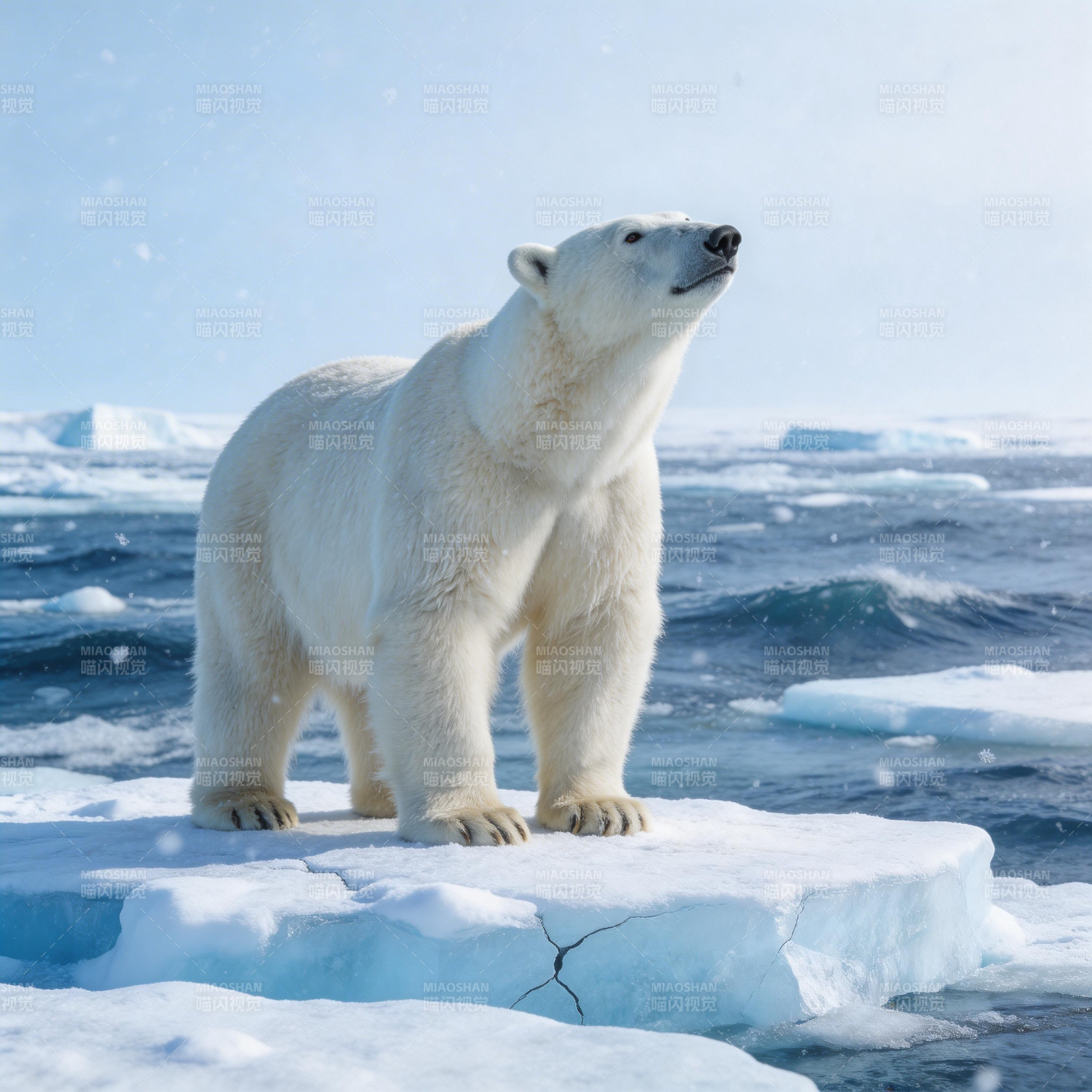 北极熊伫立冰上图片
