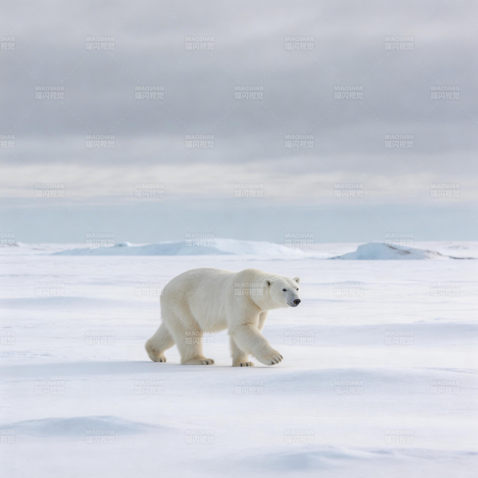 北极熊雪原行图片