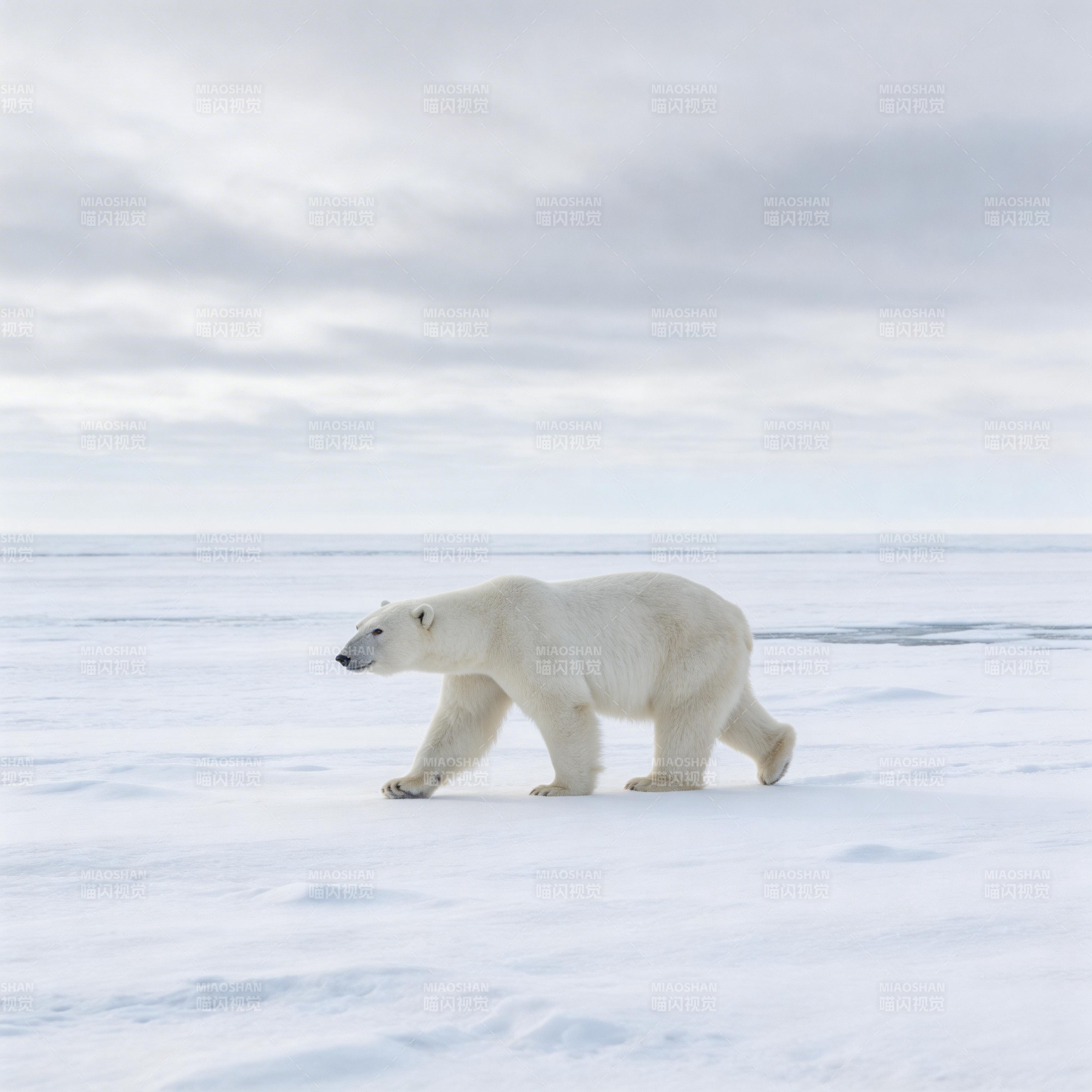 北极熊雪原独行图片