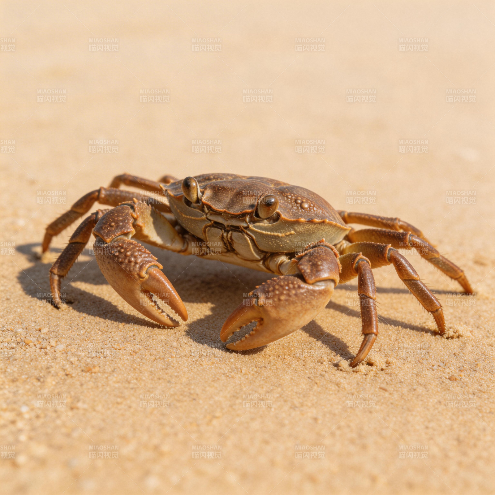 沙滩上的螃蟹图片