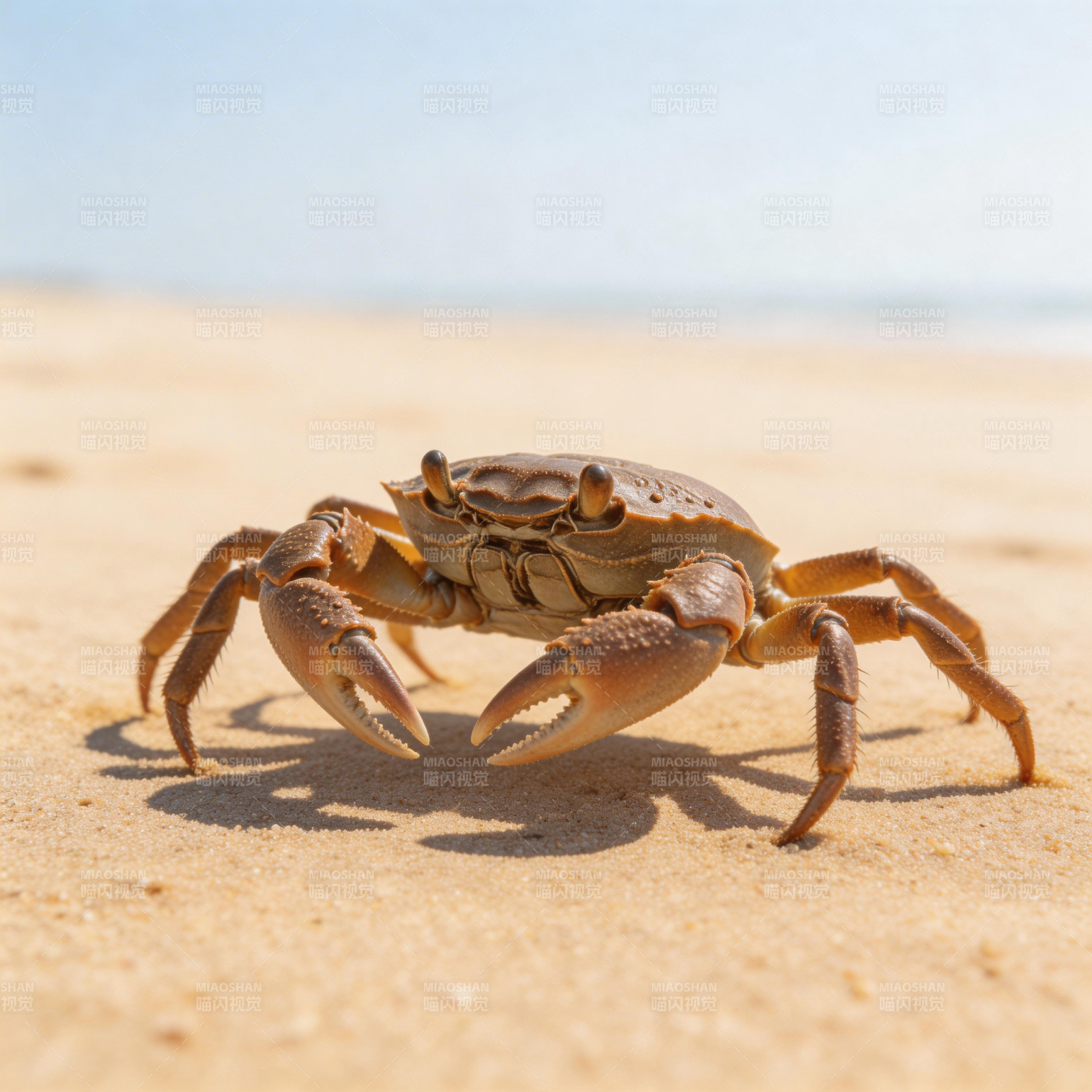 沙滩上的螃蟹图片