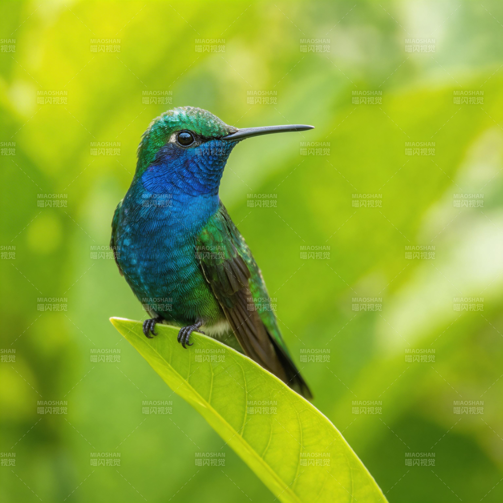 翠羽蜂鸟栖叶间图片