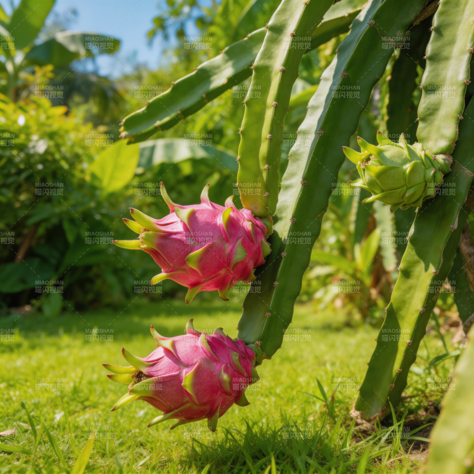 火龙果花绽放图片