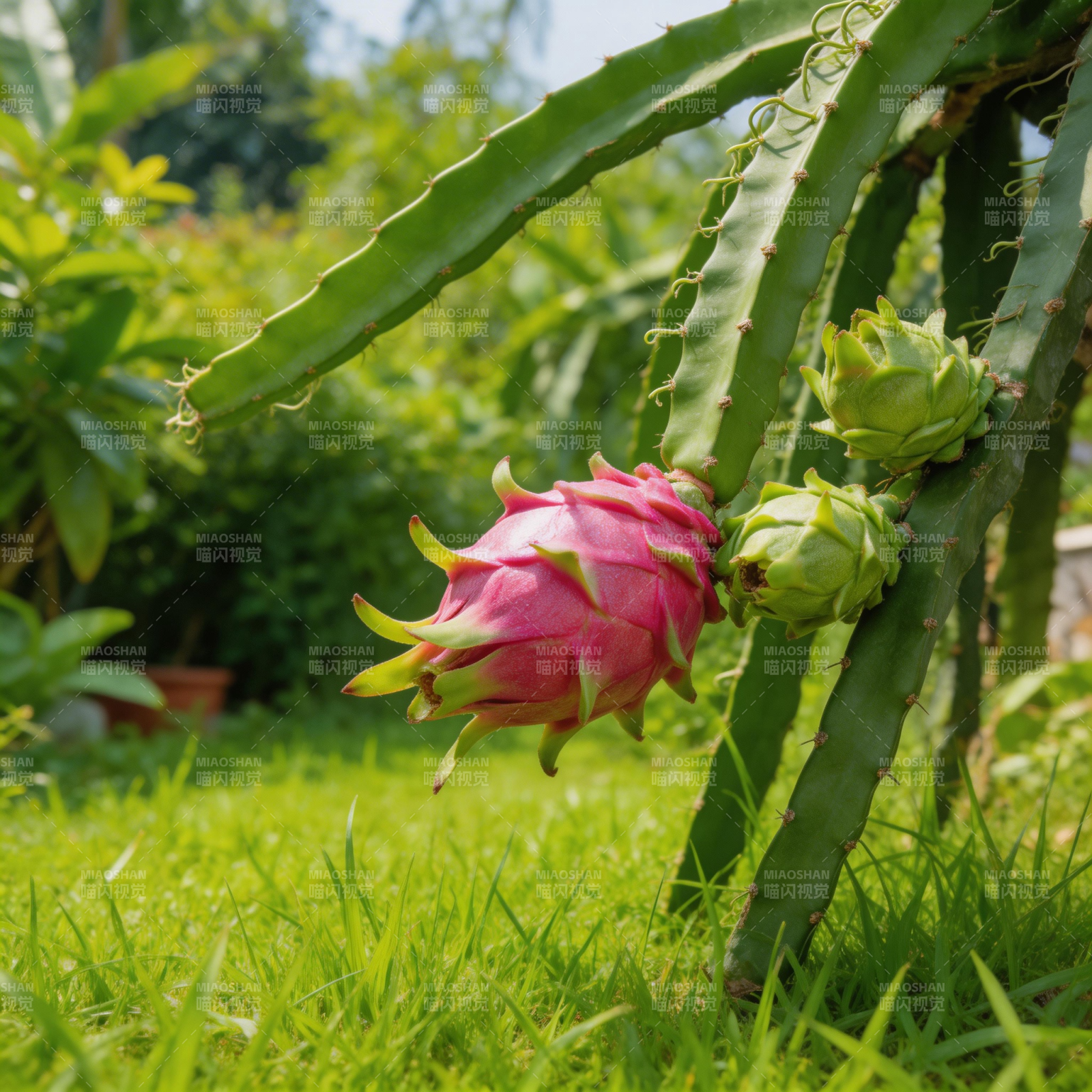 火龙果花绽放图片