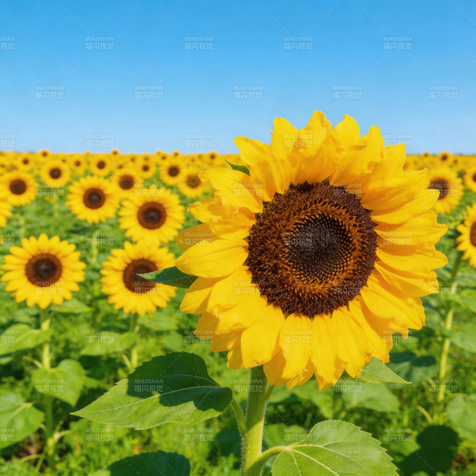 向日葵花海图片