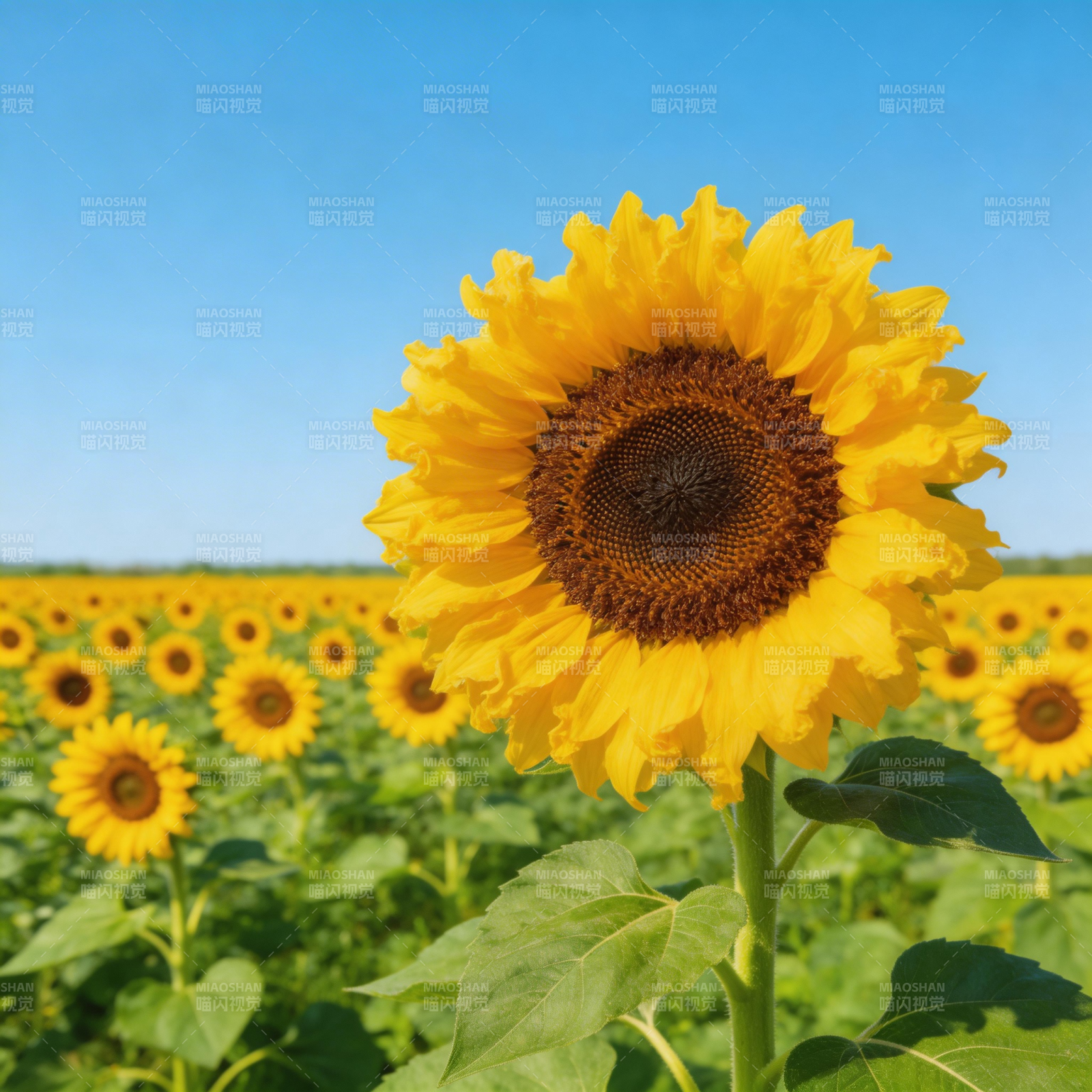 向日葵花海绽放图片
