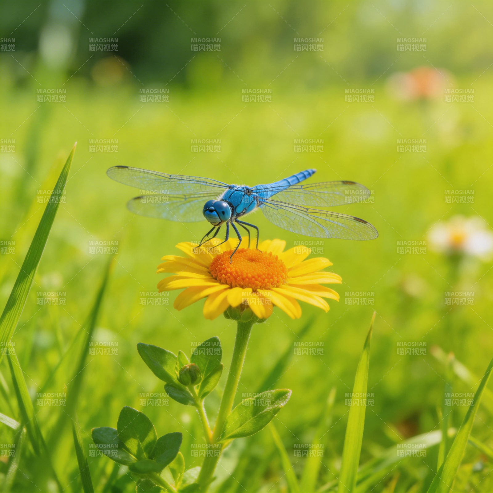 蓝蜻蜓栖花图片