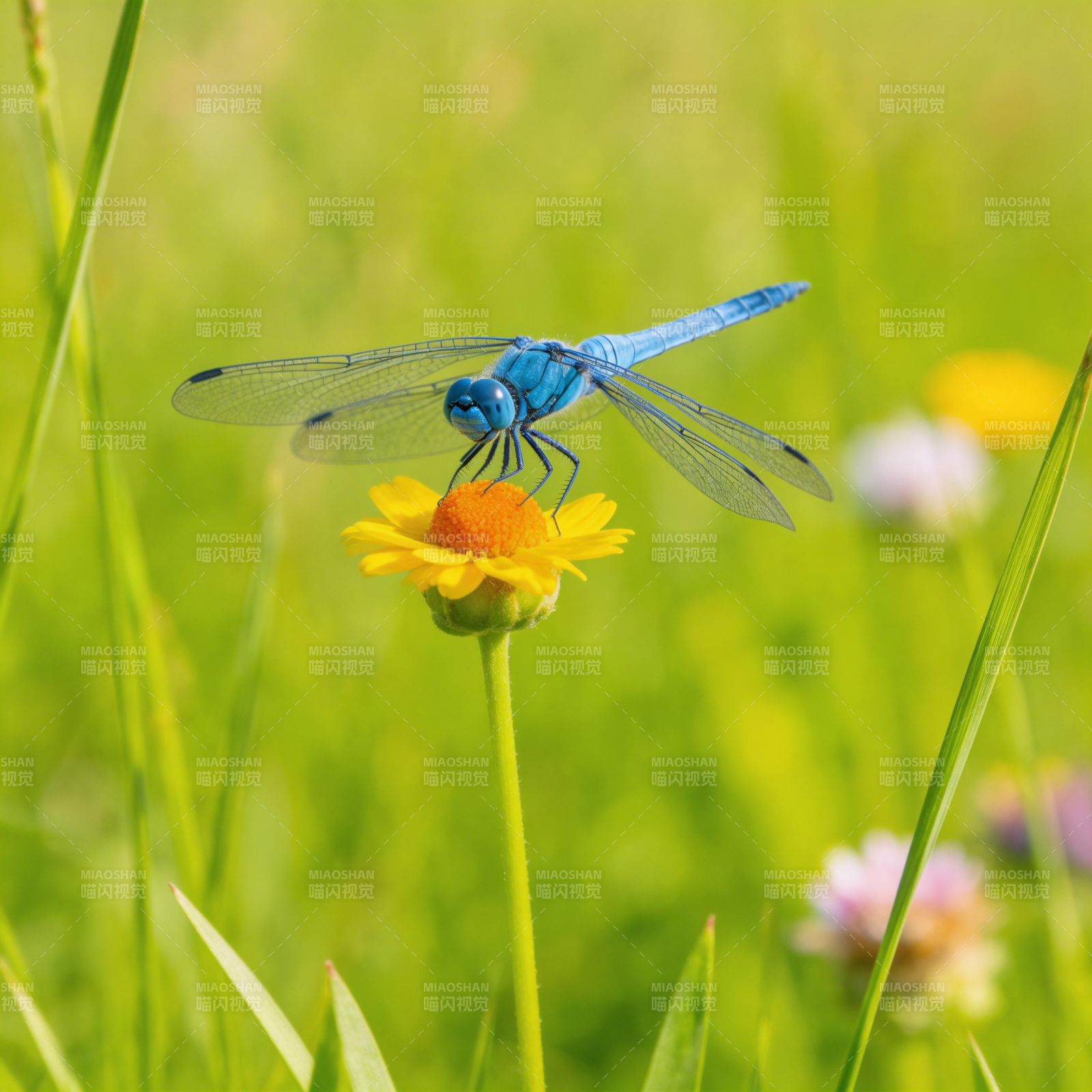 蓝蜻蜓栖花图片