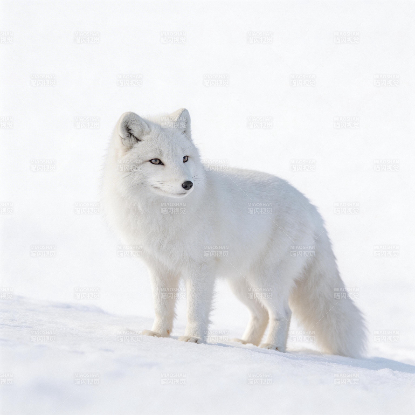 雪狐静立雪原图片