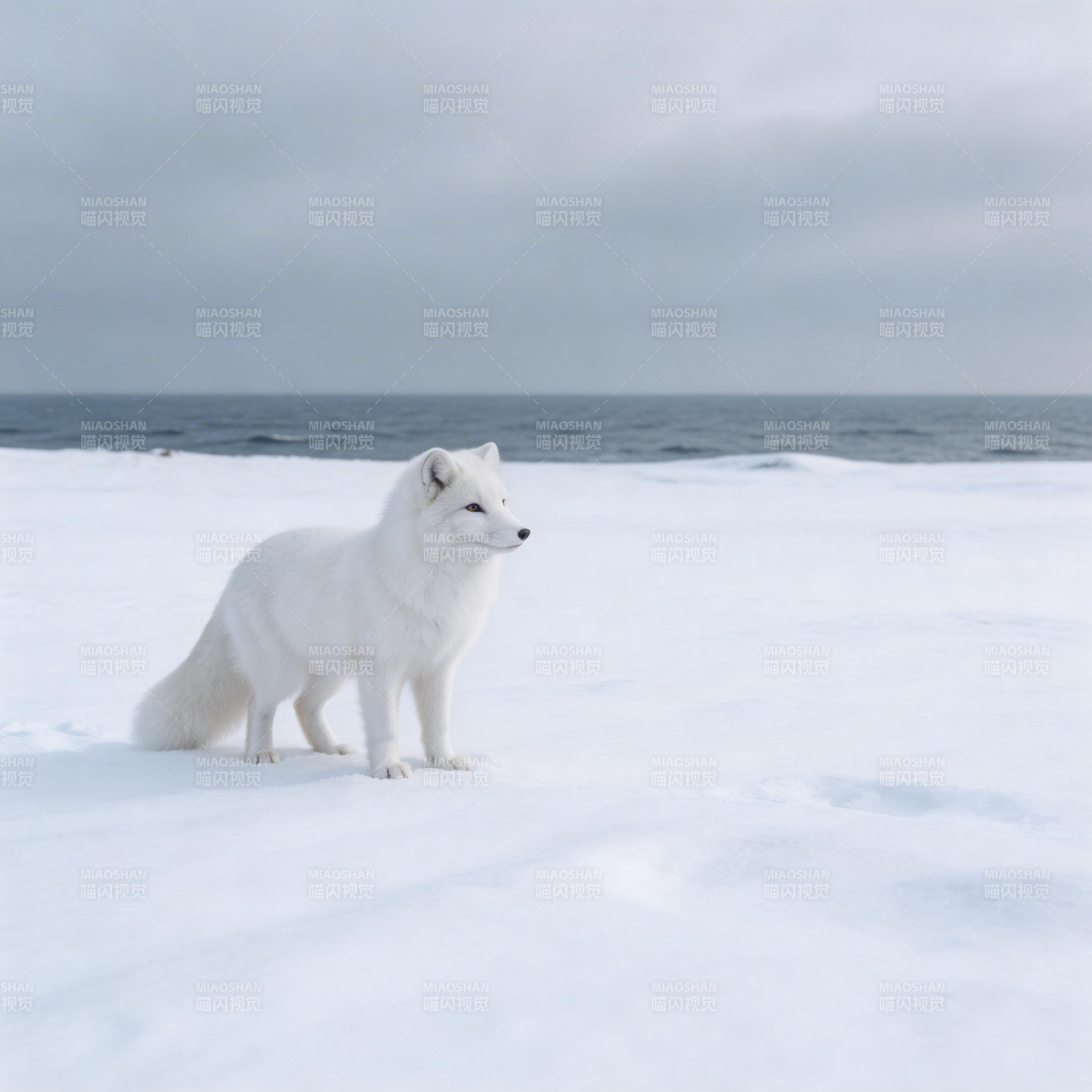 雪狐静立冰原图片