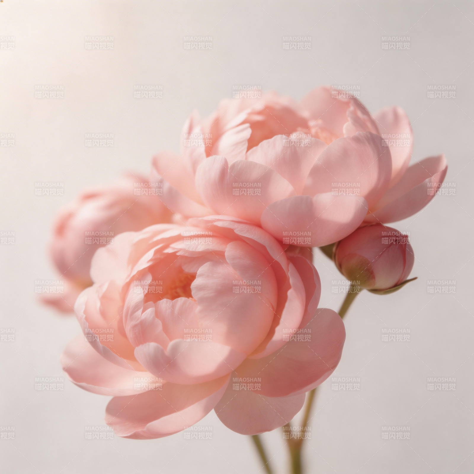 粉嫩玫瑰绽放图片