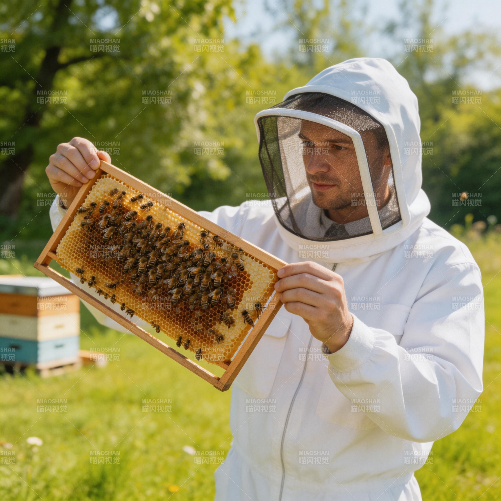 养蜂人检查蜂巢图片