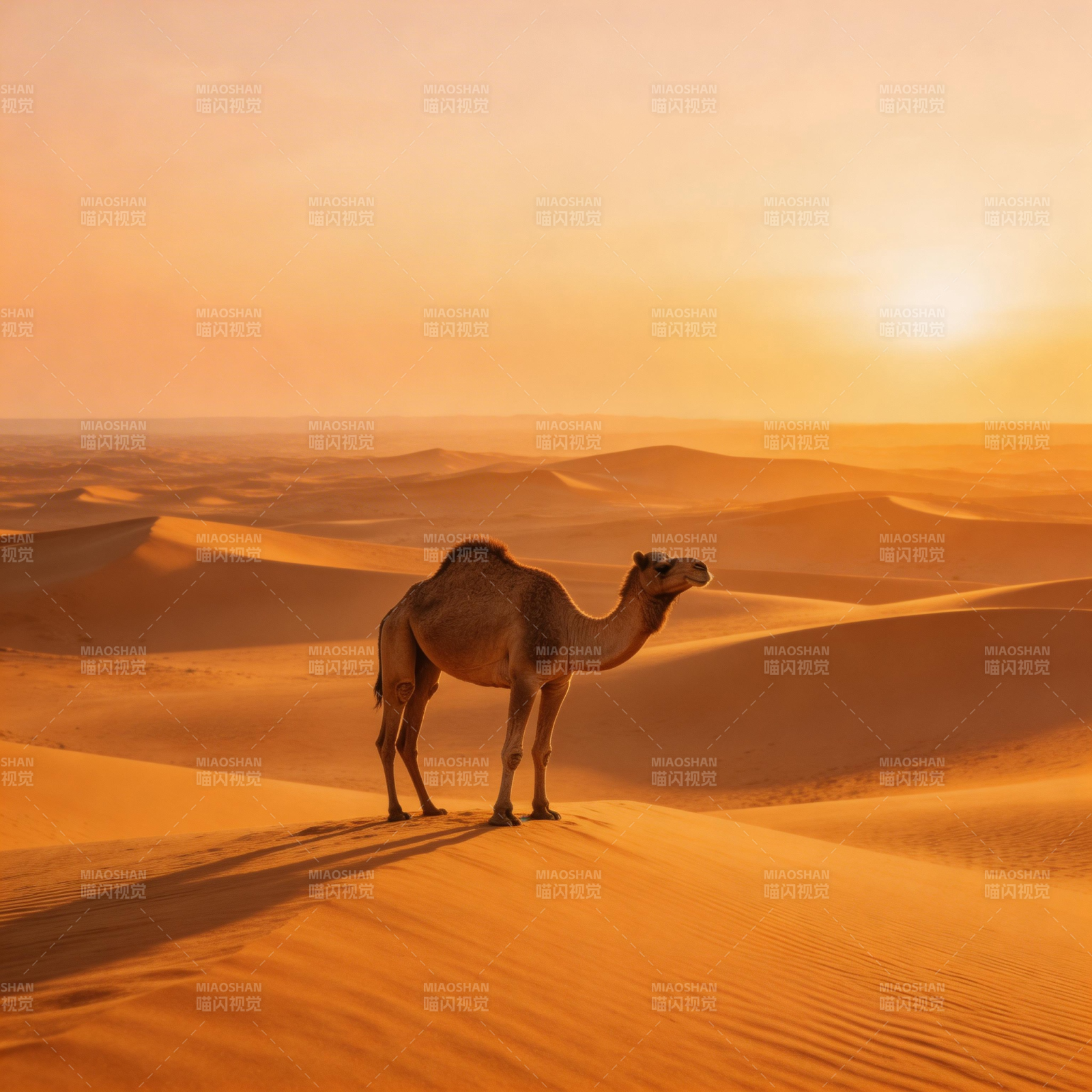 沙漠驼影夕阳图片
