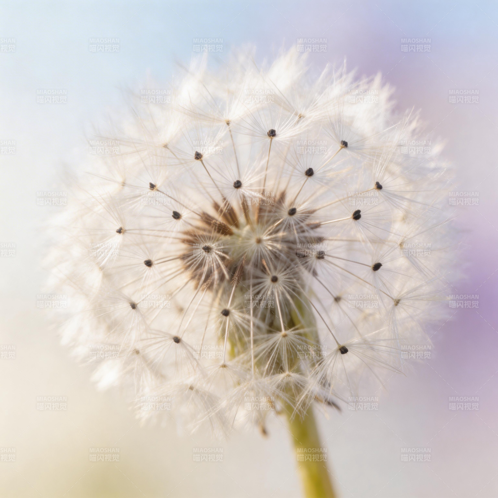 蒲公英的轻盈梦想图片