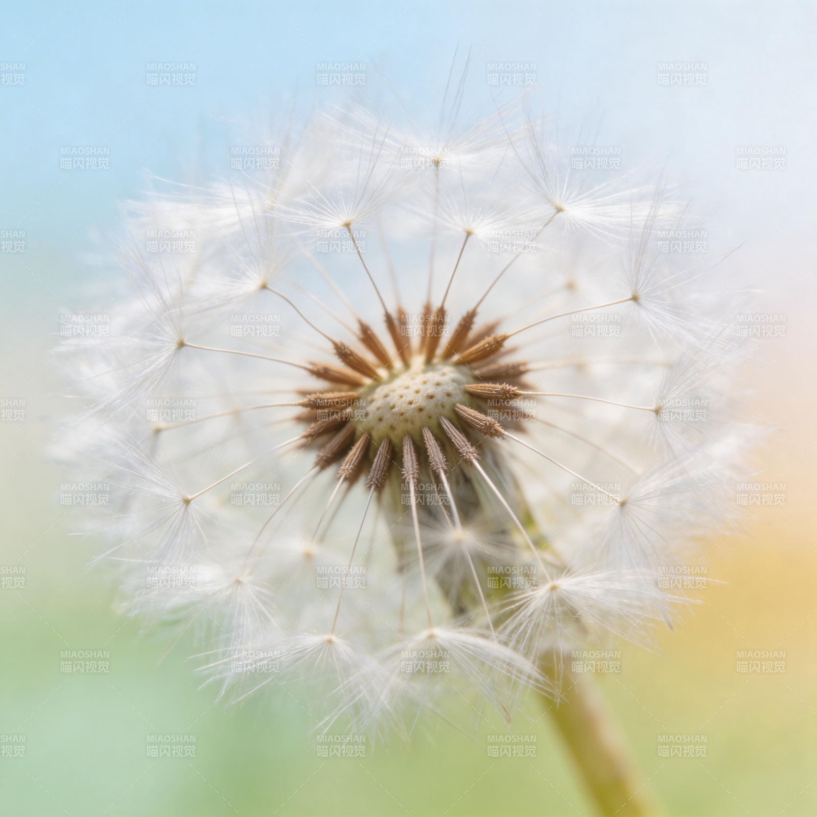 蒲公英的种子图片