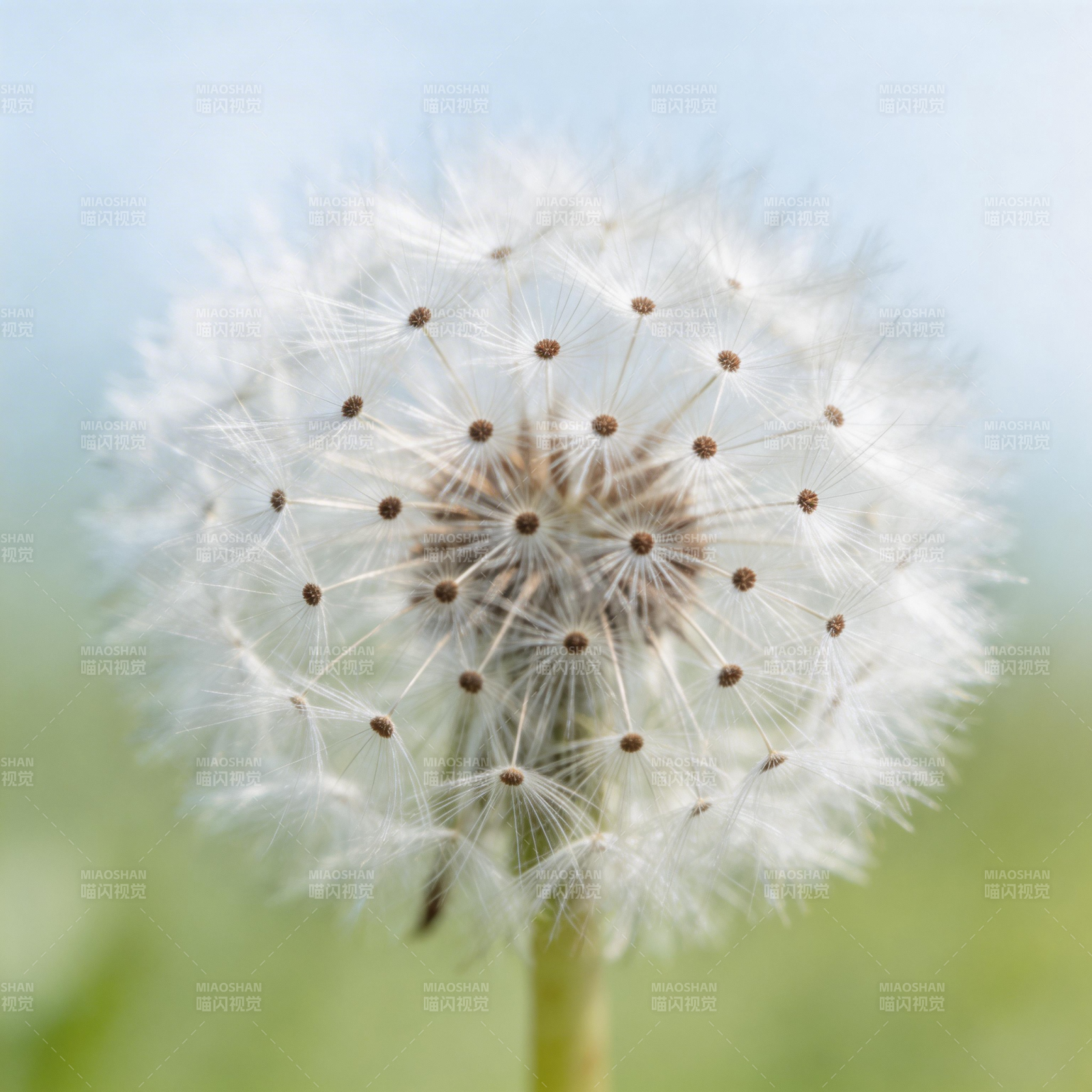 蒲公英的种子图片