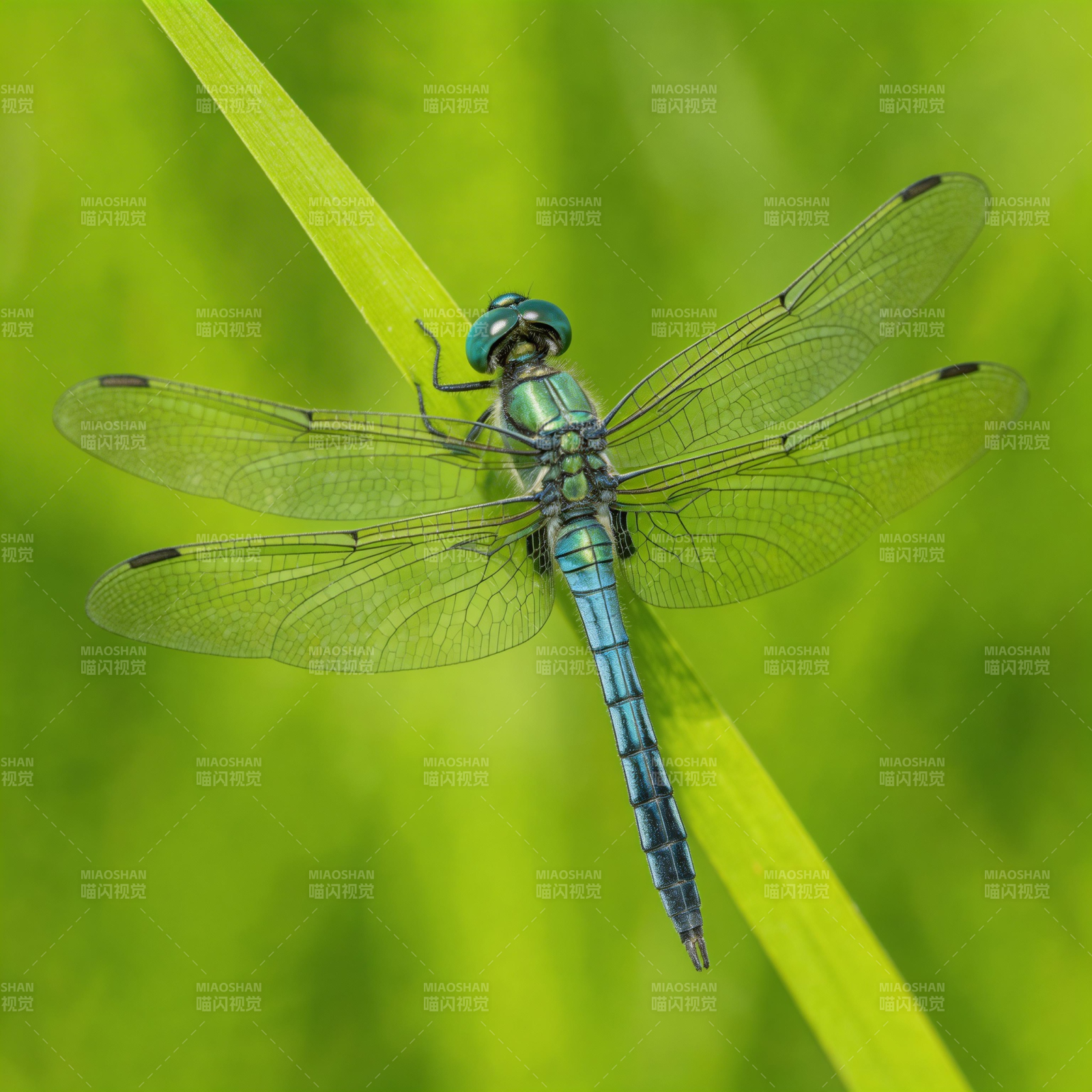 碧色蜻蜓栖叶尖图片