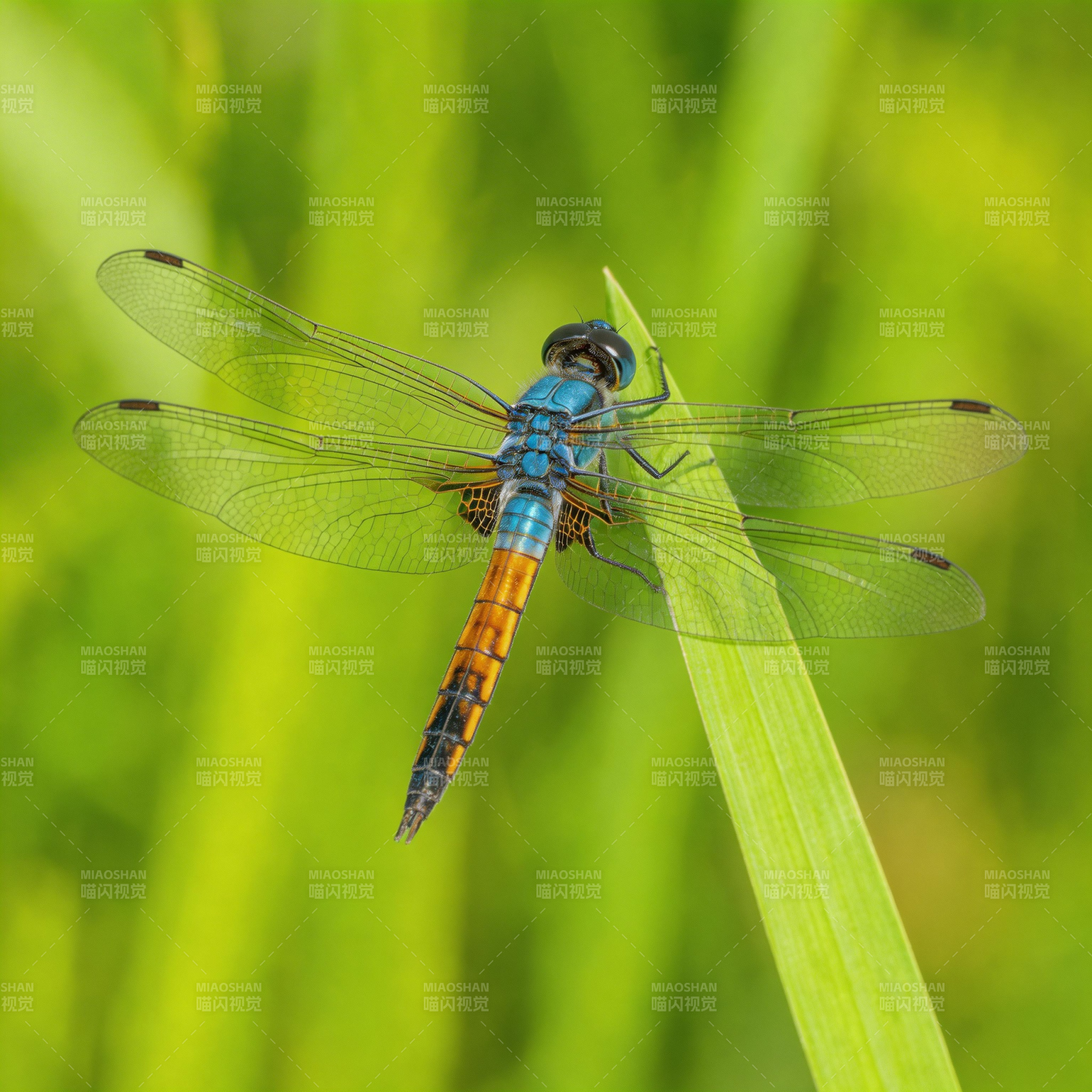蓝蜻蜓栖草尖图片