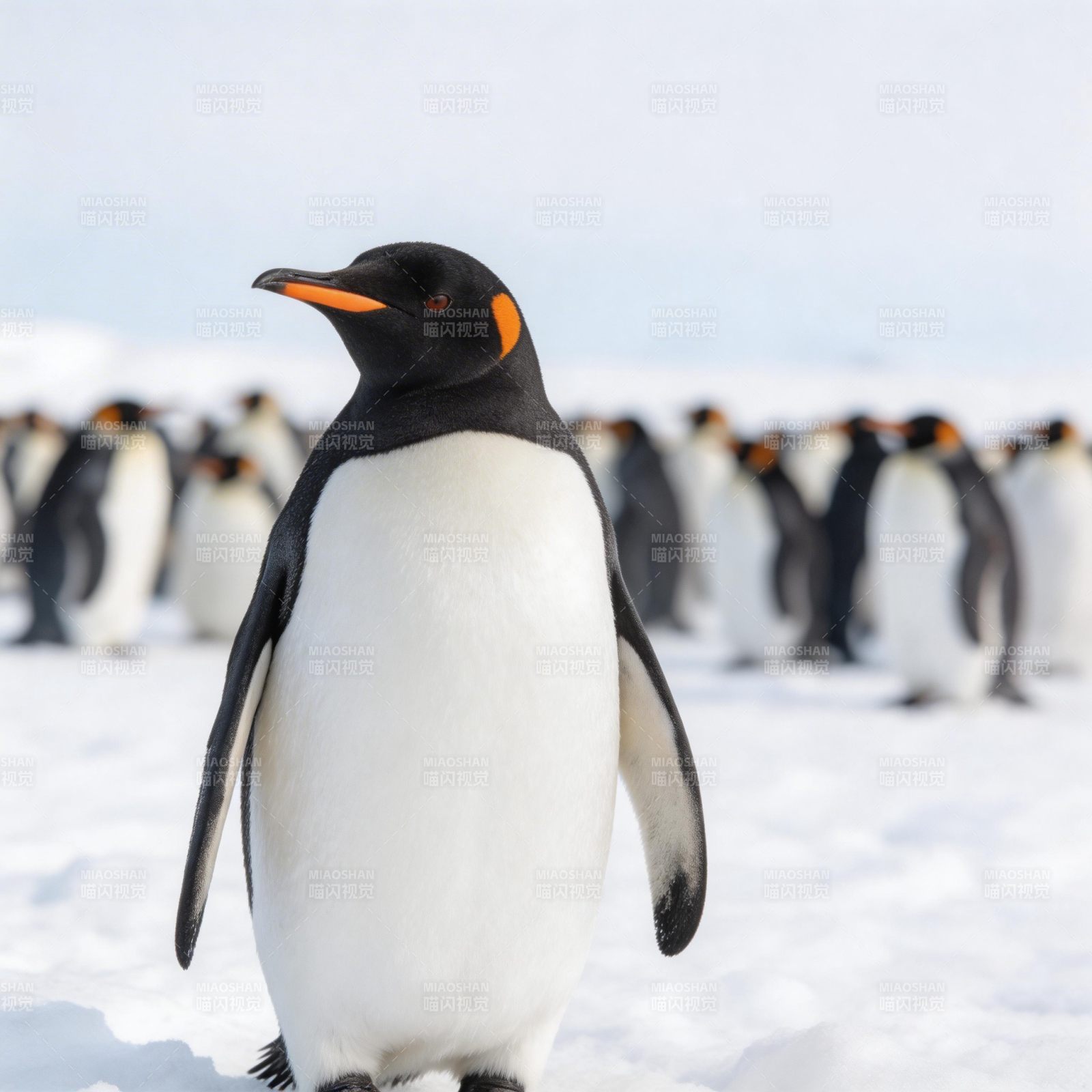 企鹅雪地行图片