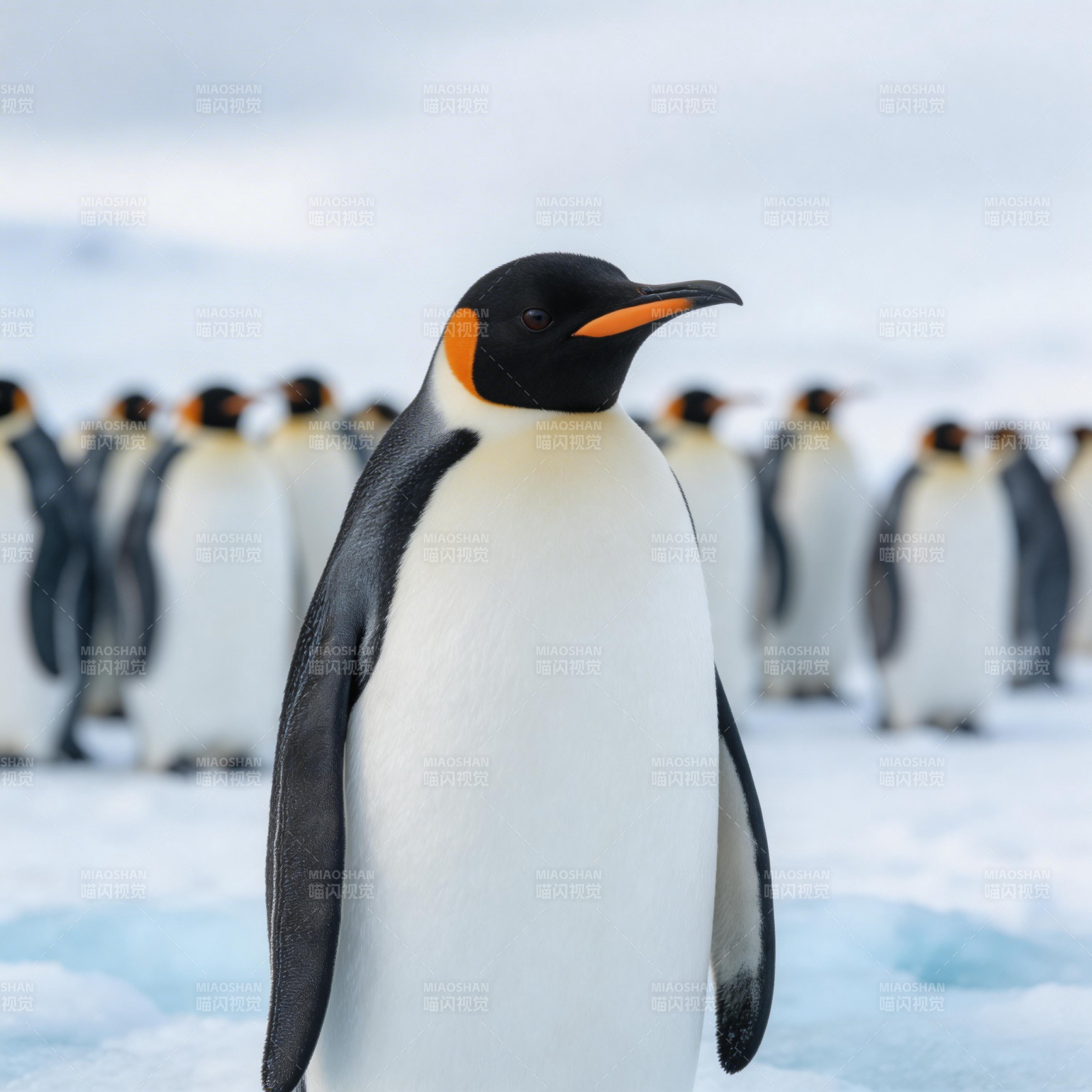 企鹅群中一领头图片