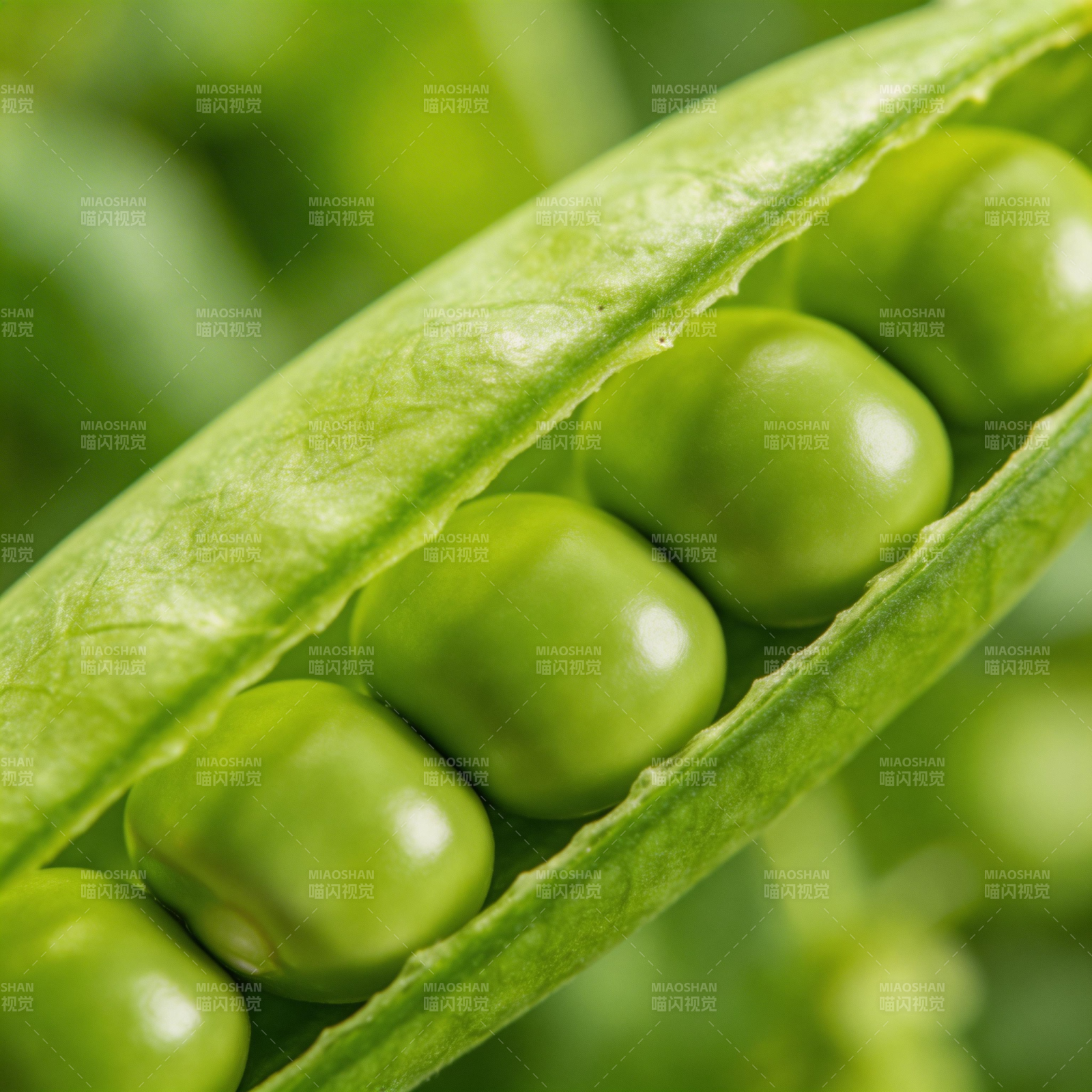 青翠豌豆荚图片