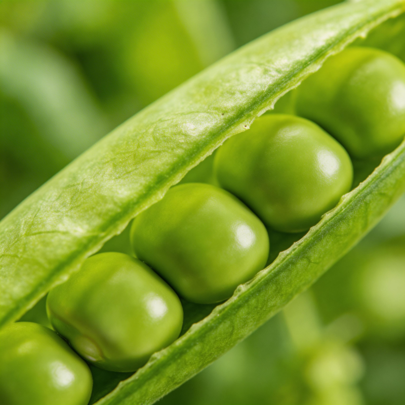 青翠豌豆荚图片