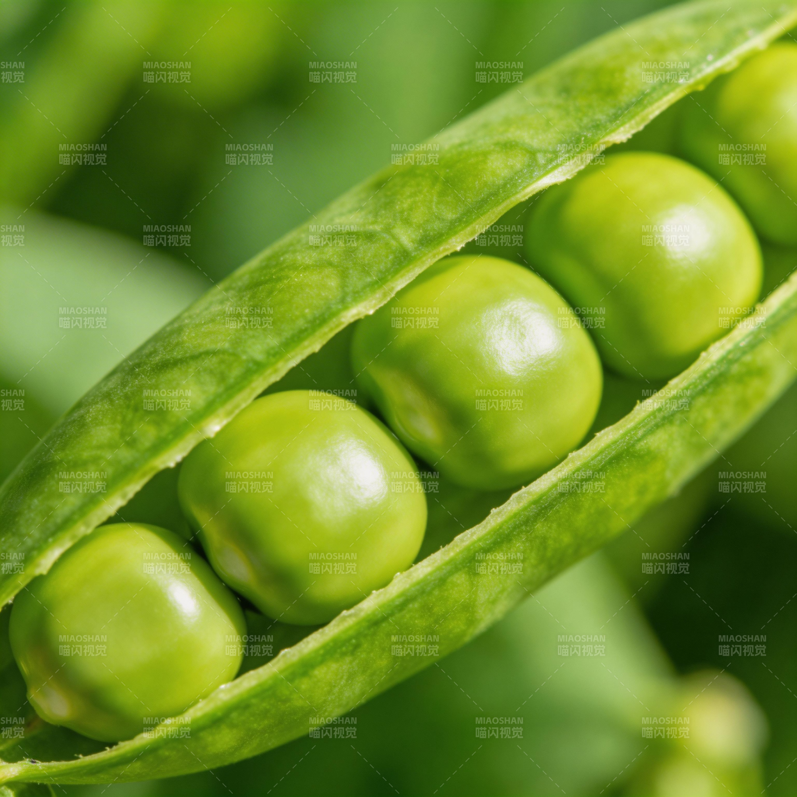 青翠豌豆荚图片