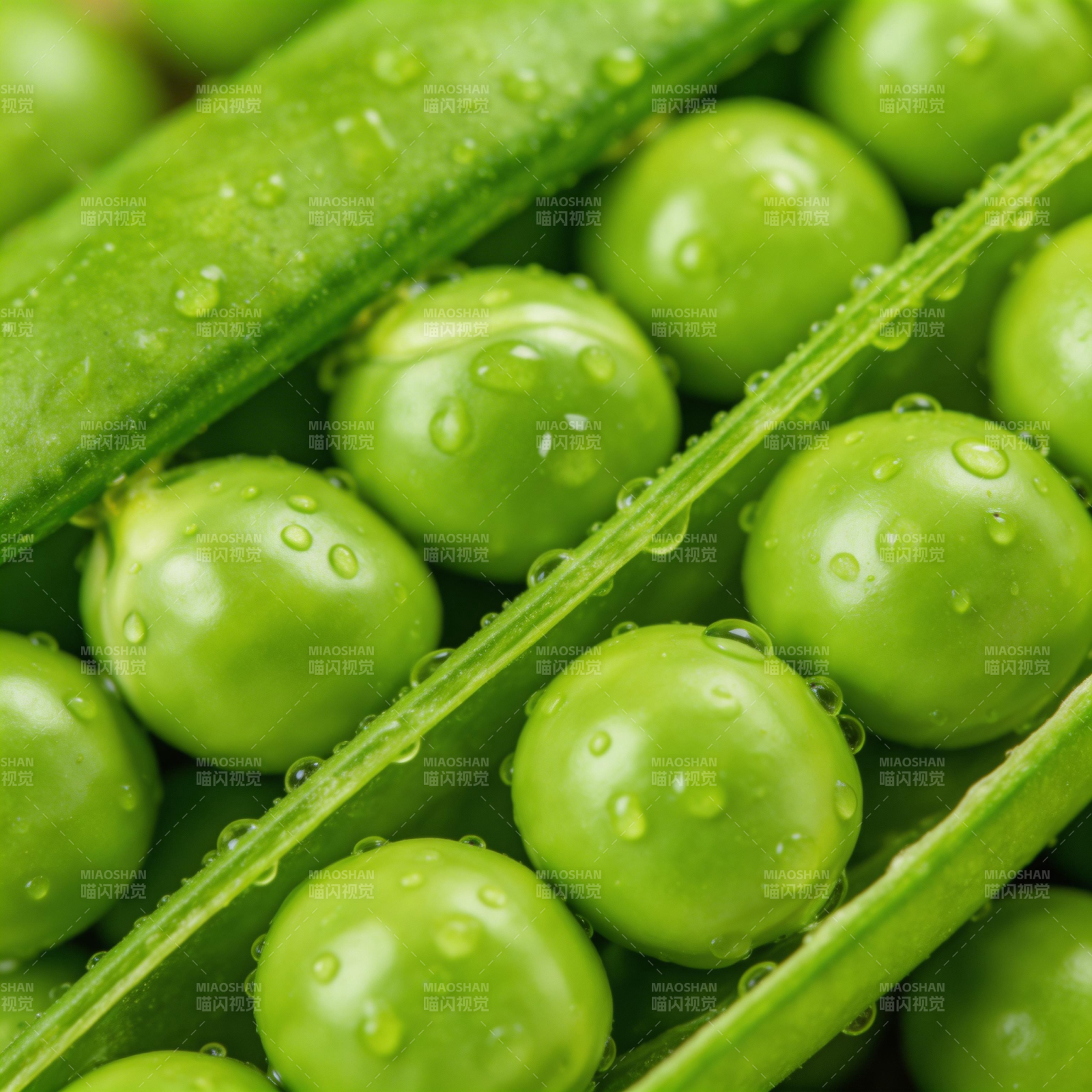 鲜嫩青豆特写图片