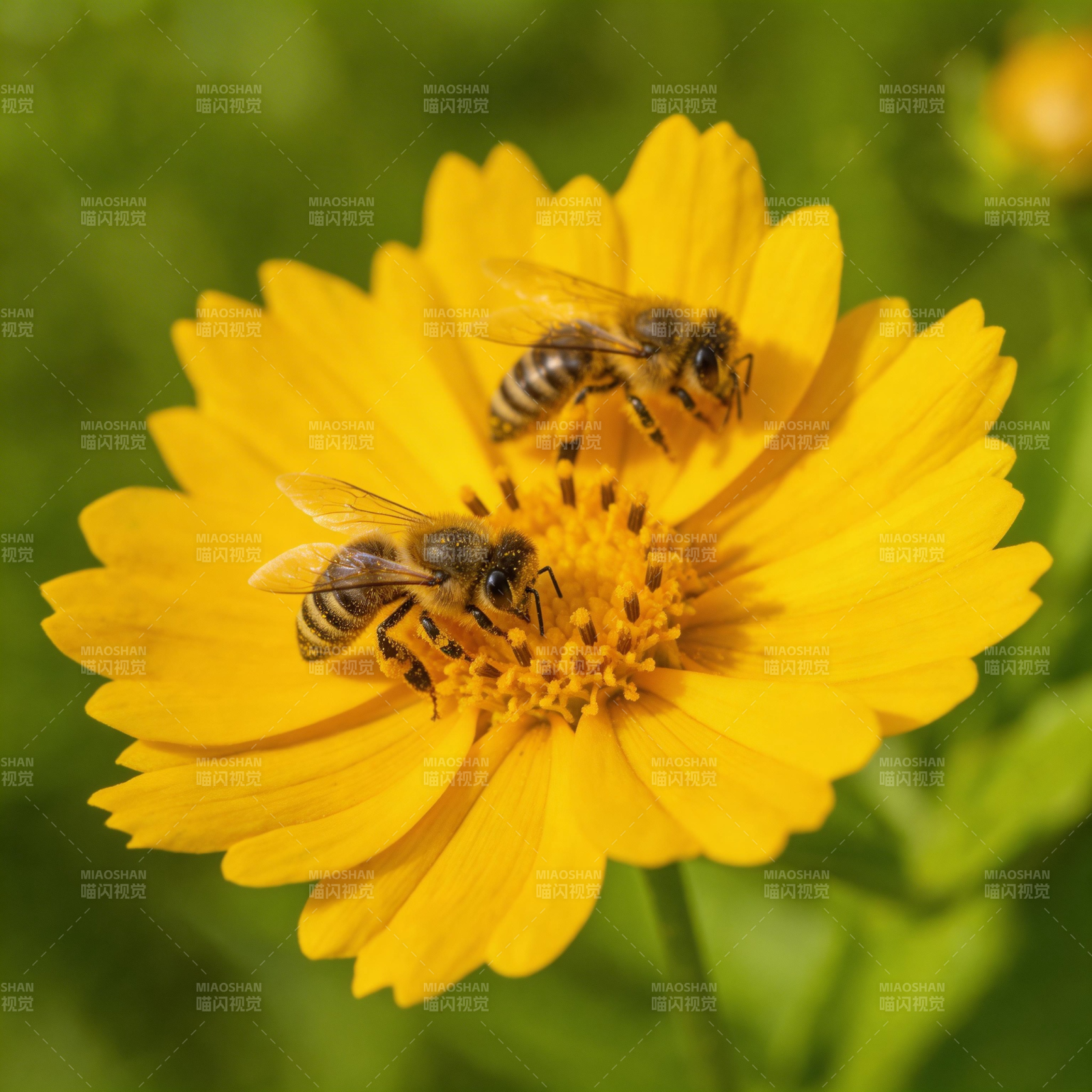 蜜蜂采蜜花间图片