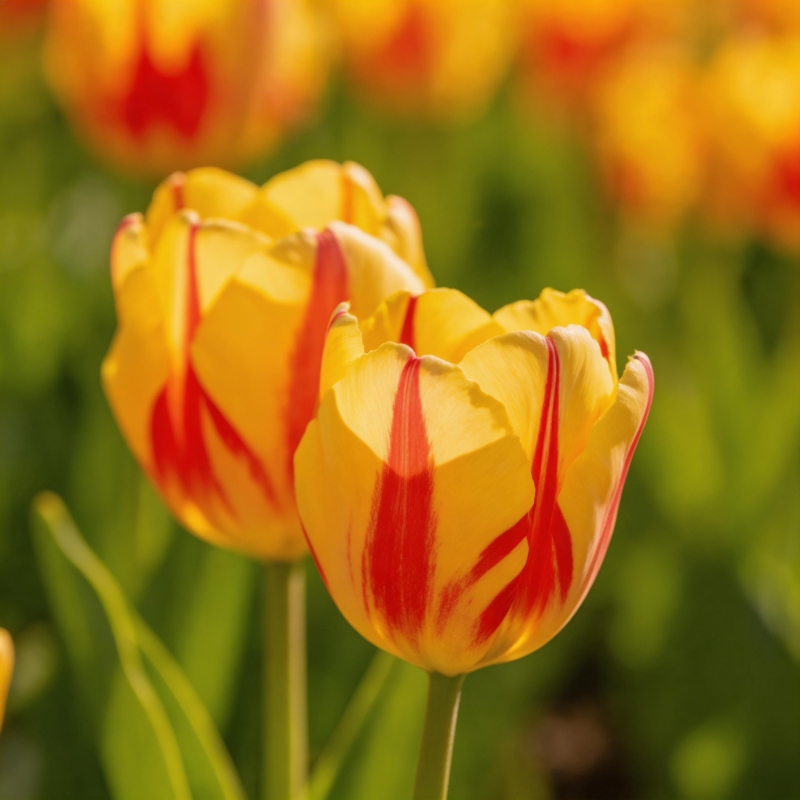 黄红条纹郁金香图片