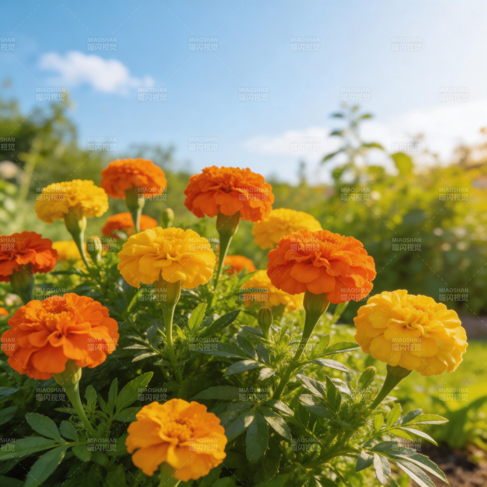 万寿菊绽放花园图片