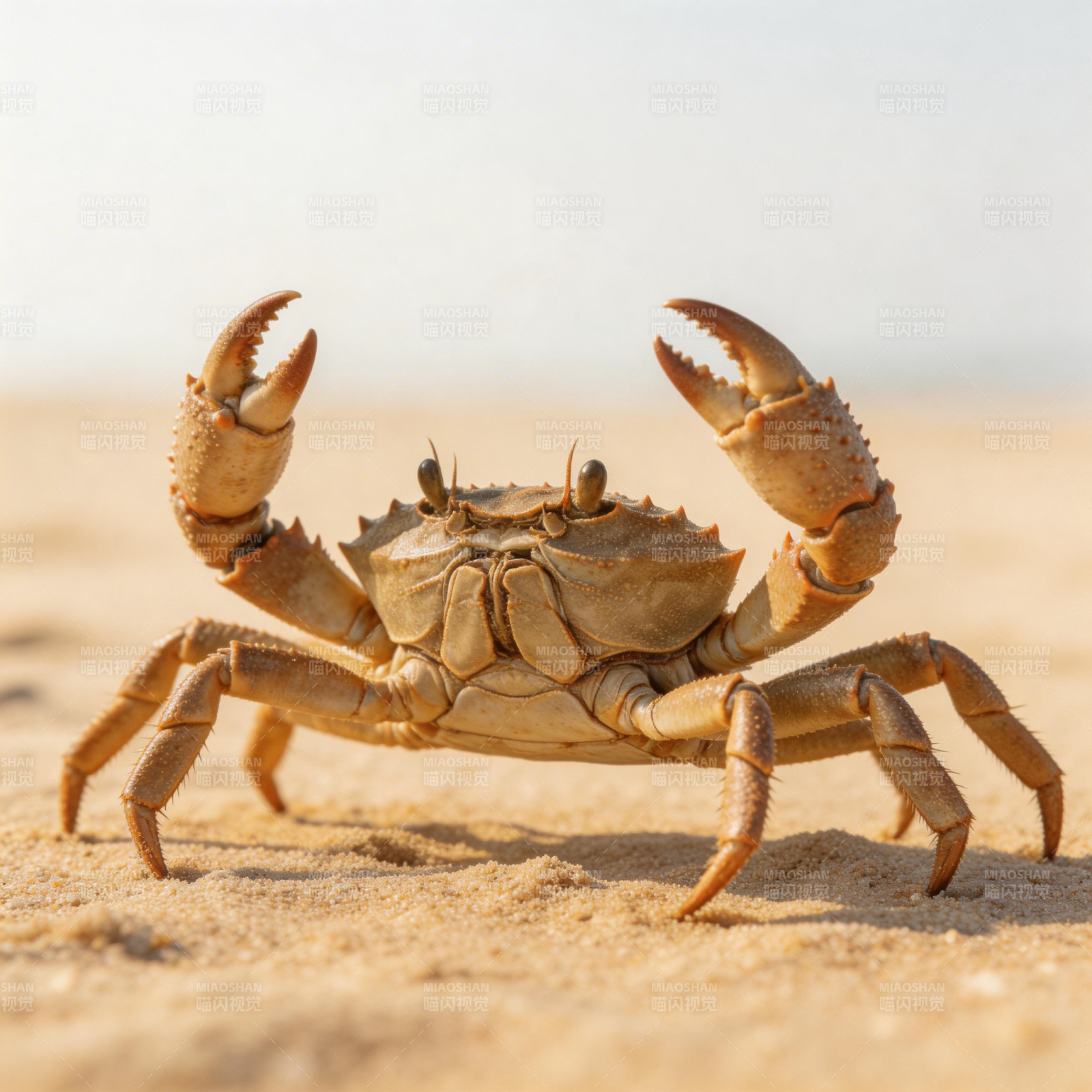 沙滩上的螃蟹图片