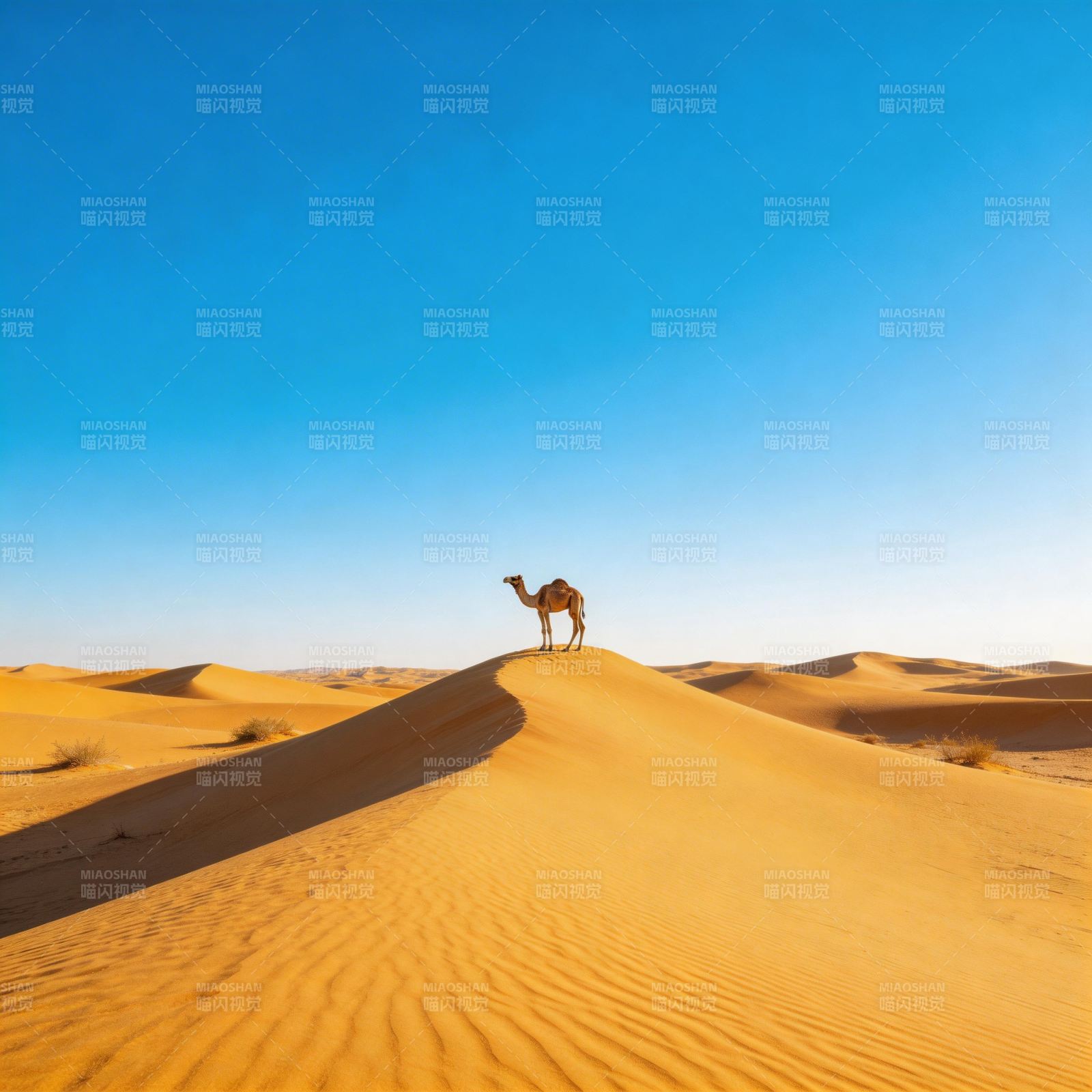 沙漠驼影图片