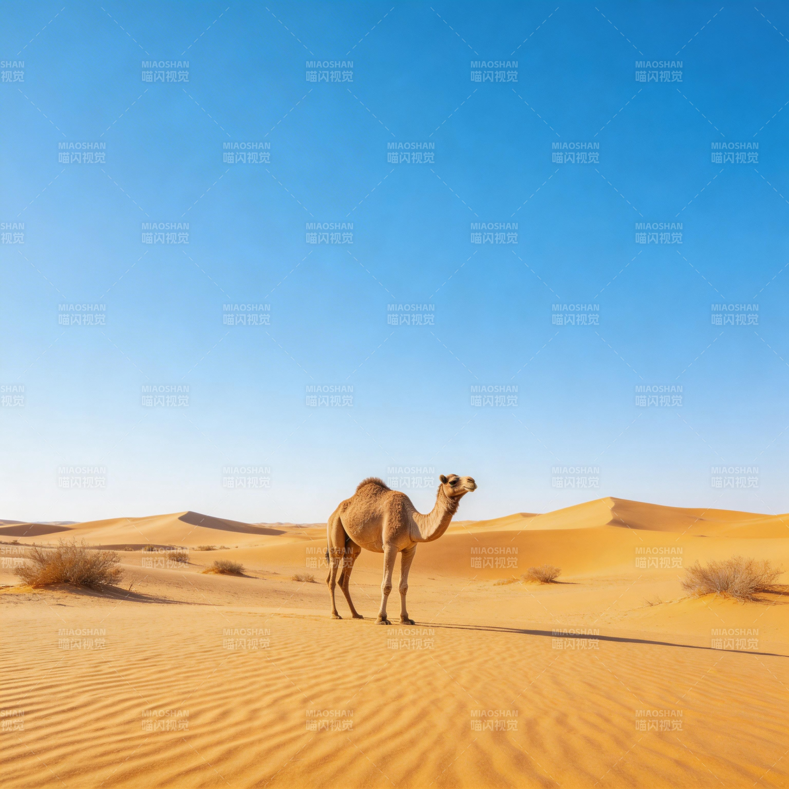 沙漠中的骆驼图片