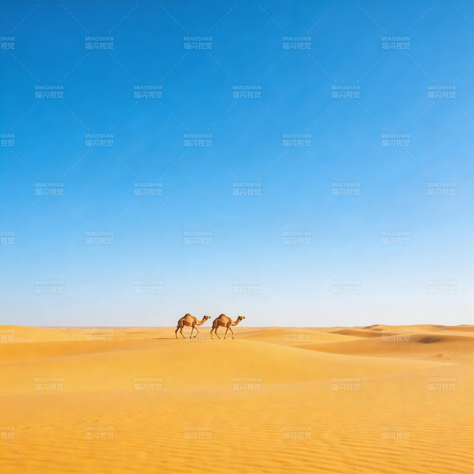 沙漠驼影图片